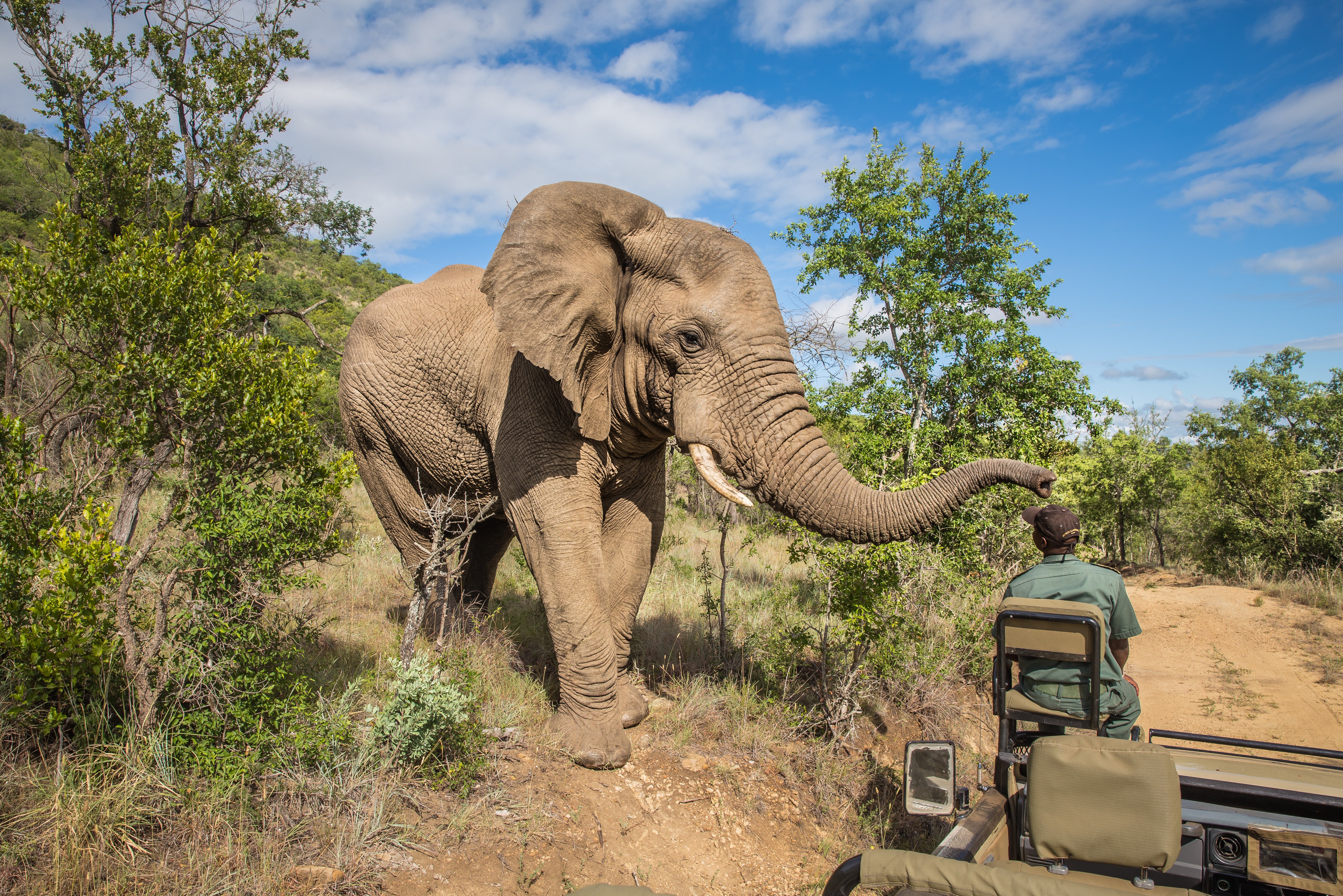 Olifant tijdens game drive Addo in Zuid-Afrika