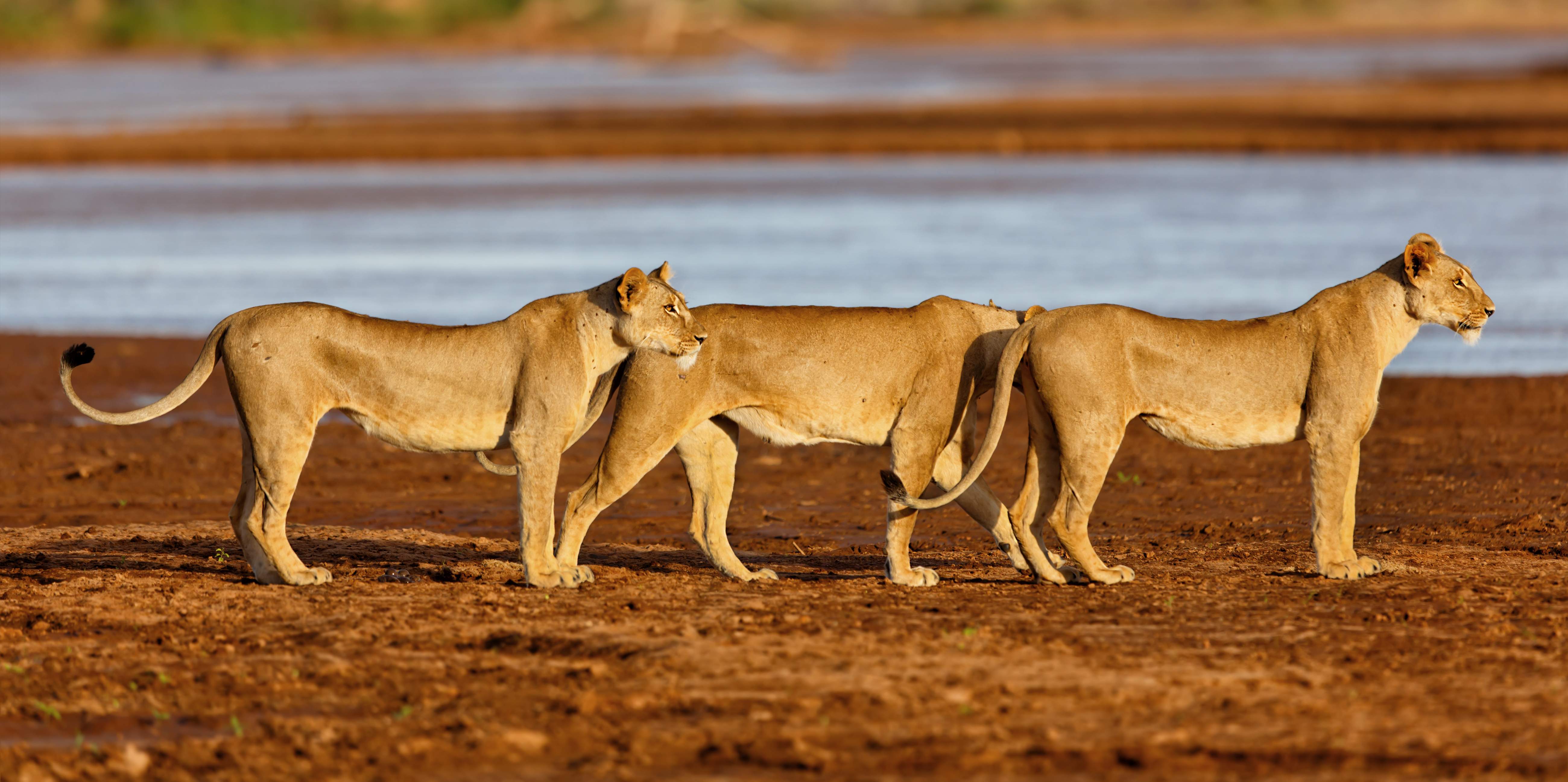 Samburu landschap met leeuwen