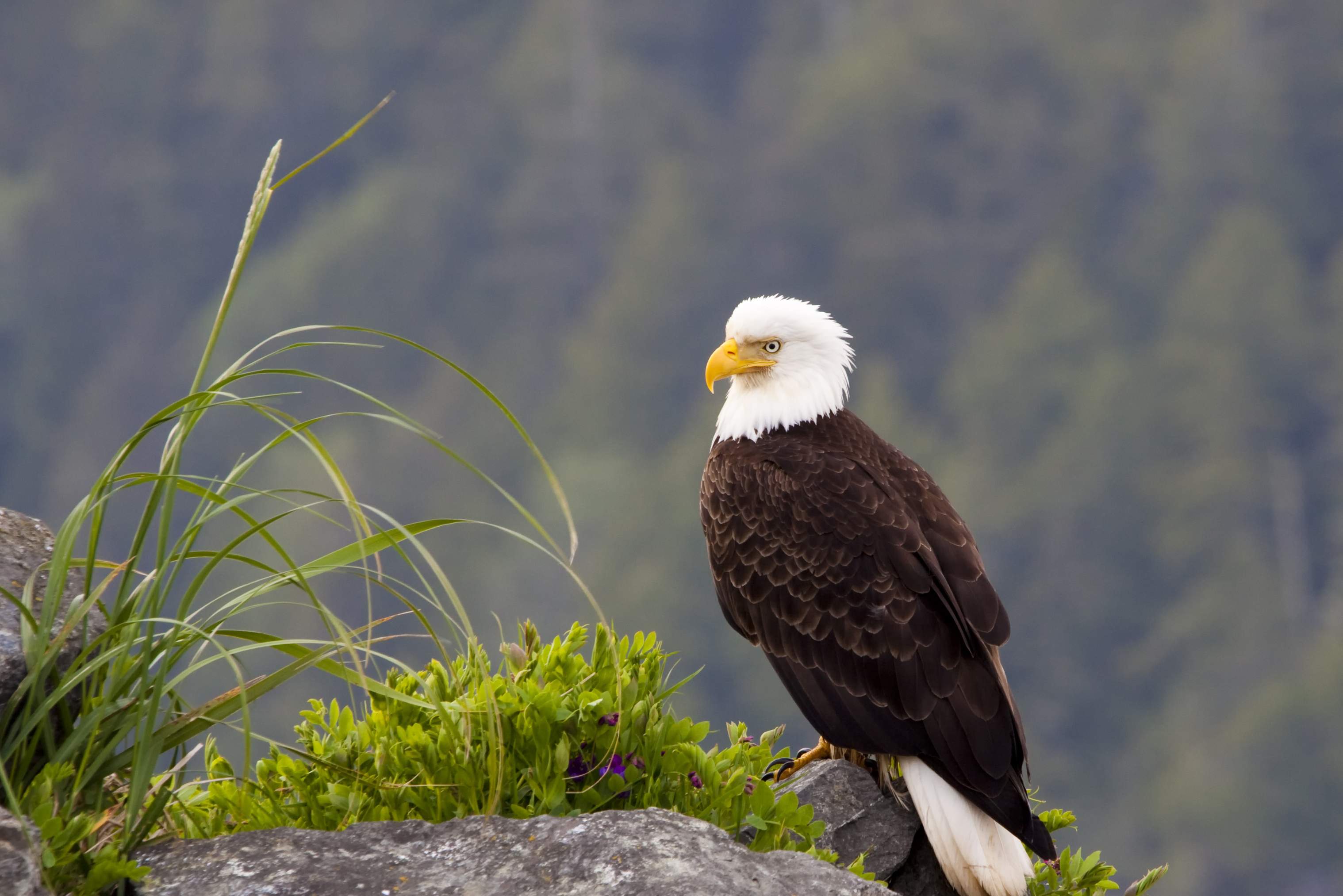 Zeearend op Vancouver Island
