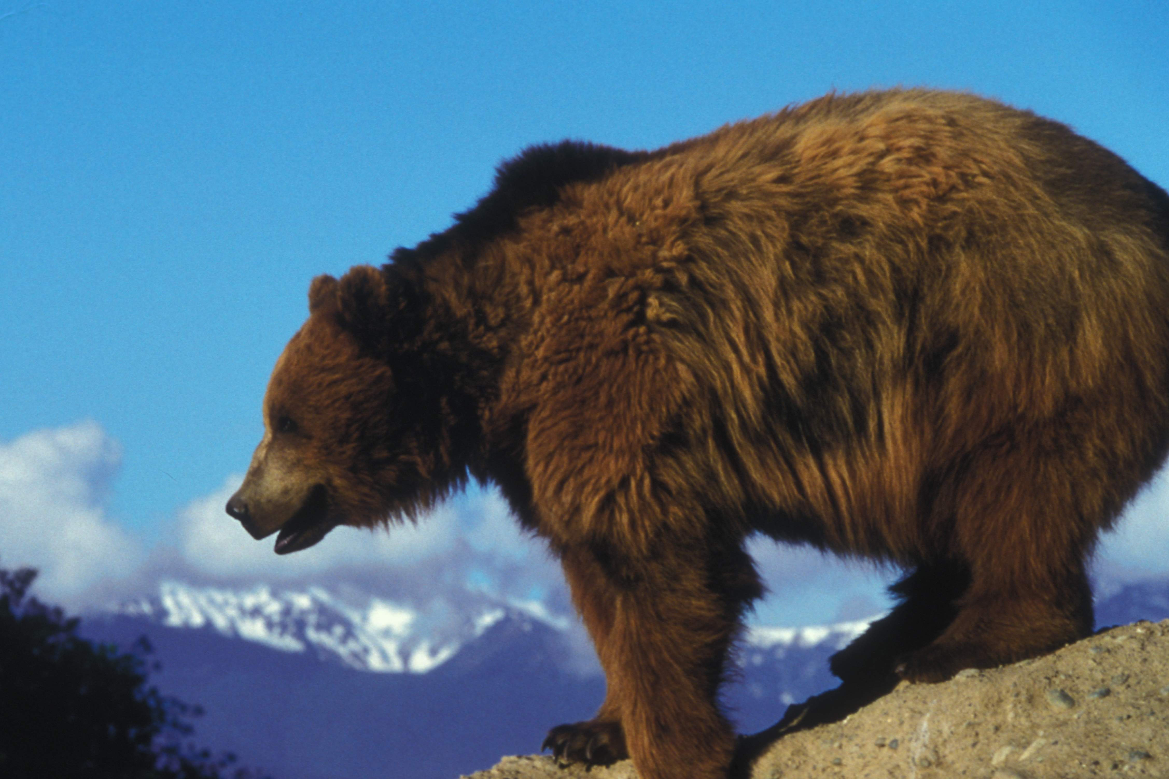 Grizzly beer in de Rocky Mountains