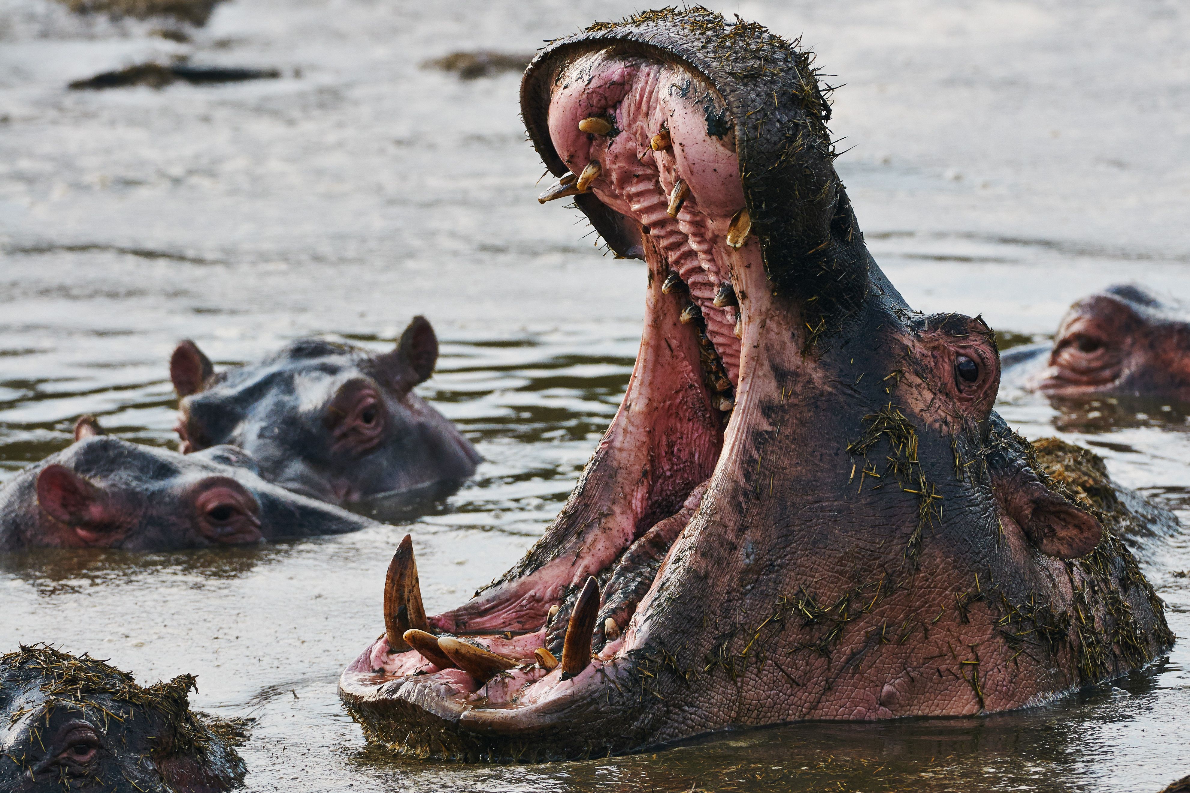 Nijlpaard in St.Lucia Zuid-Afrika