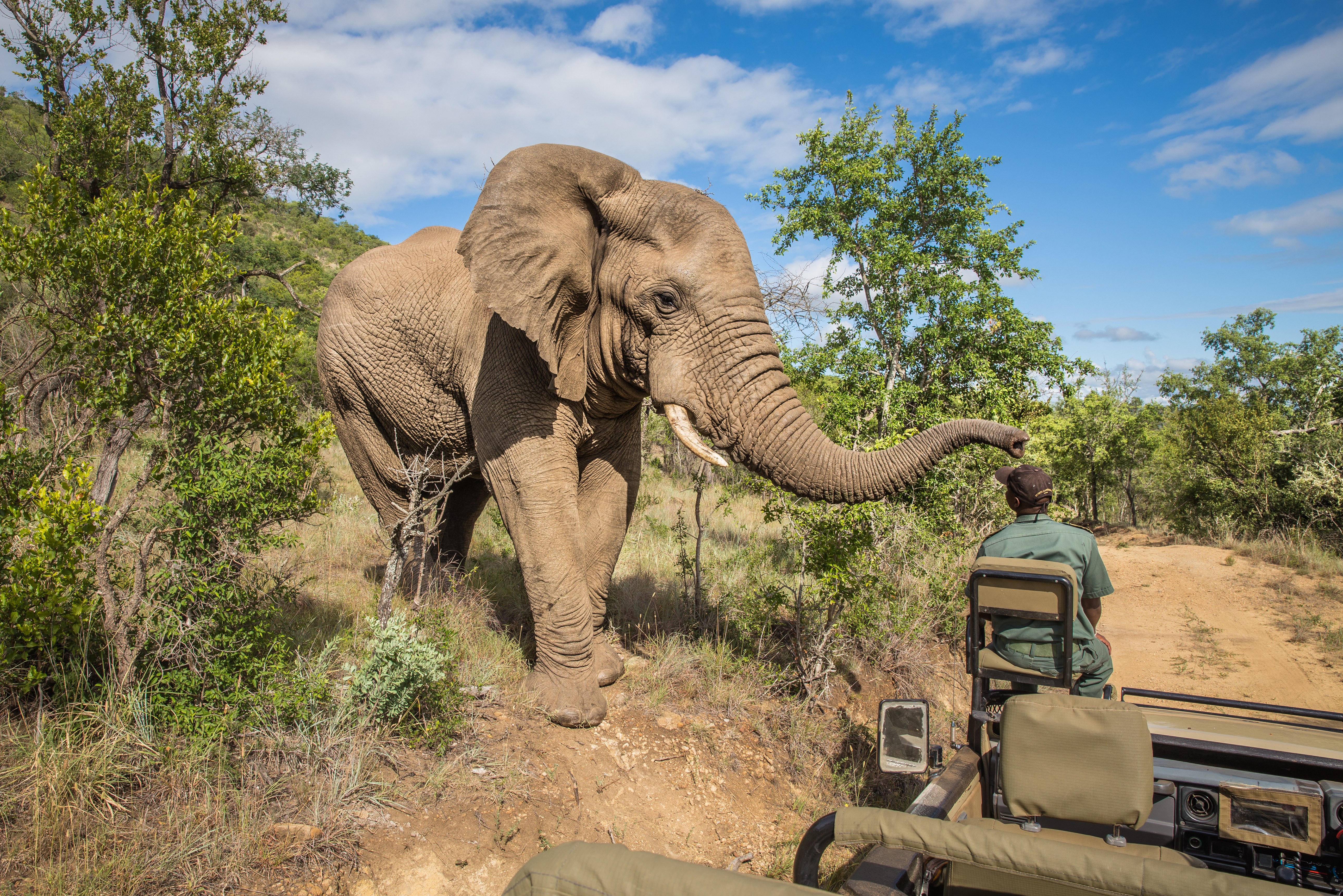 Olifant tijdens game drive Zuid-Afrika
