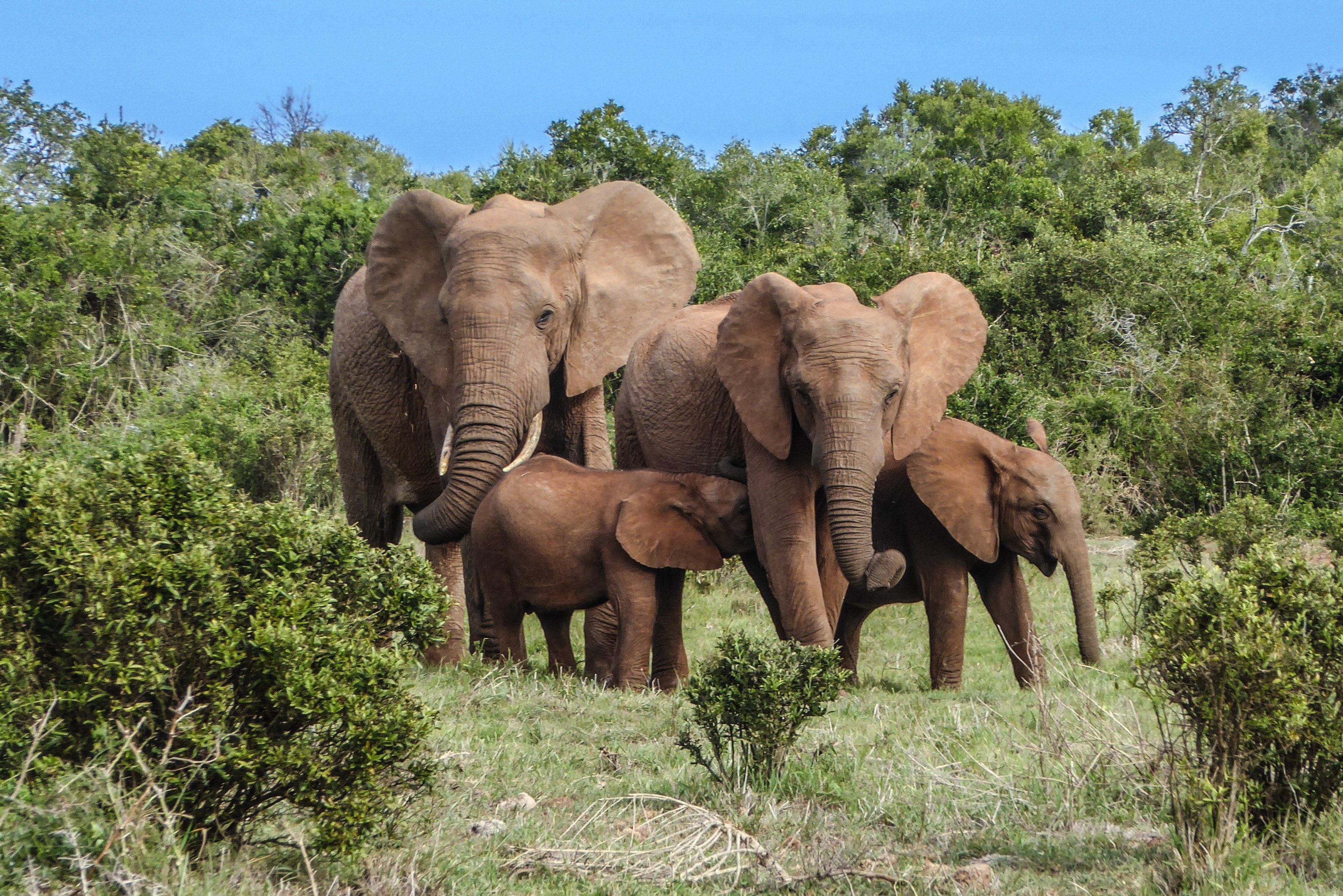 Olifanten in Addo National Park Zuid-Afrika