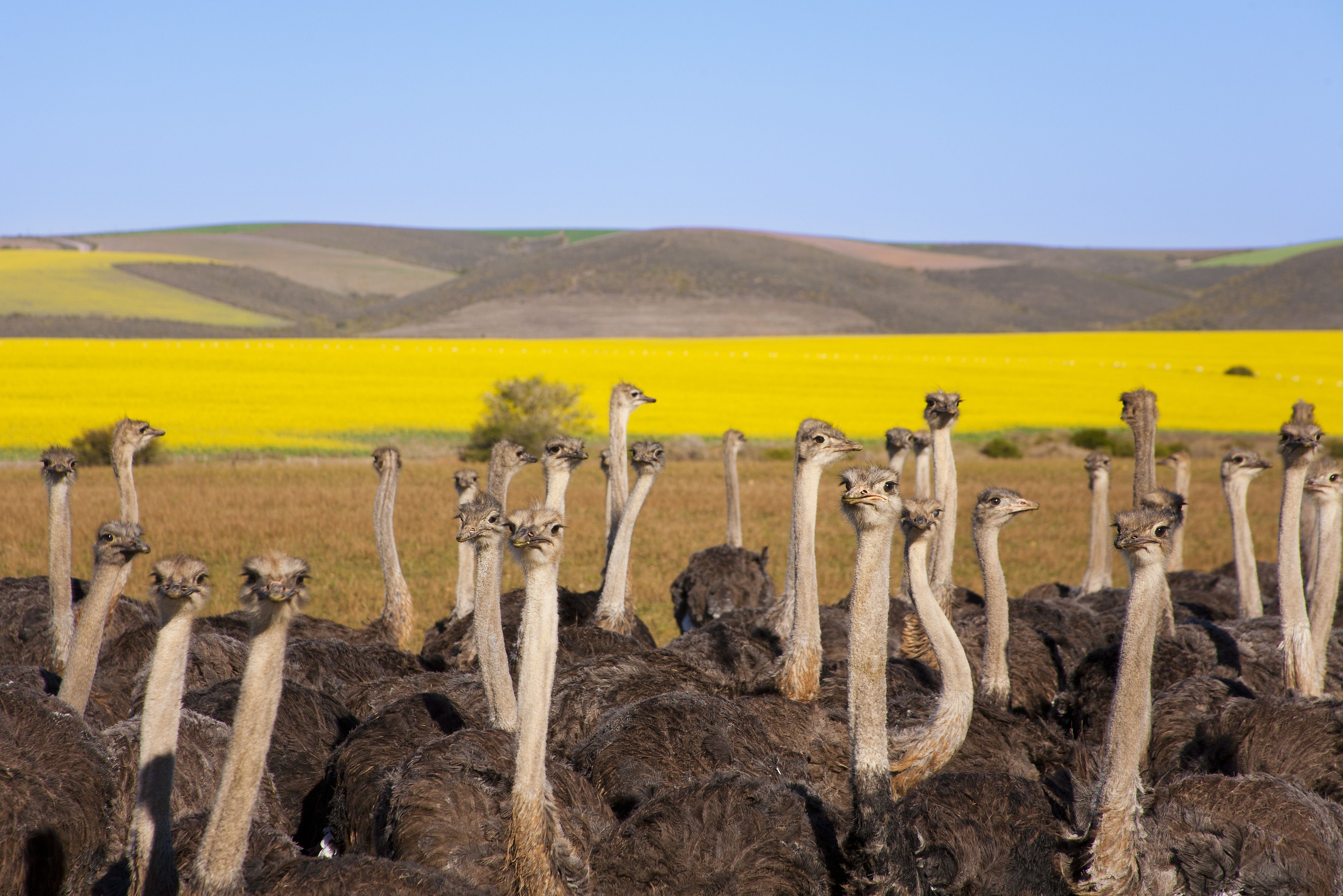 Struisvogels Oudtshoorn Zuid-Afrika
