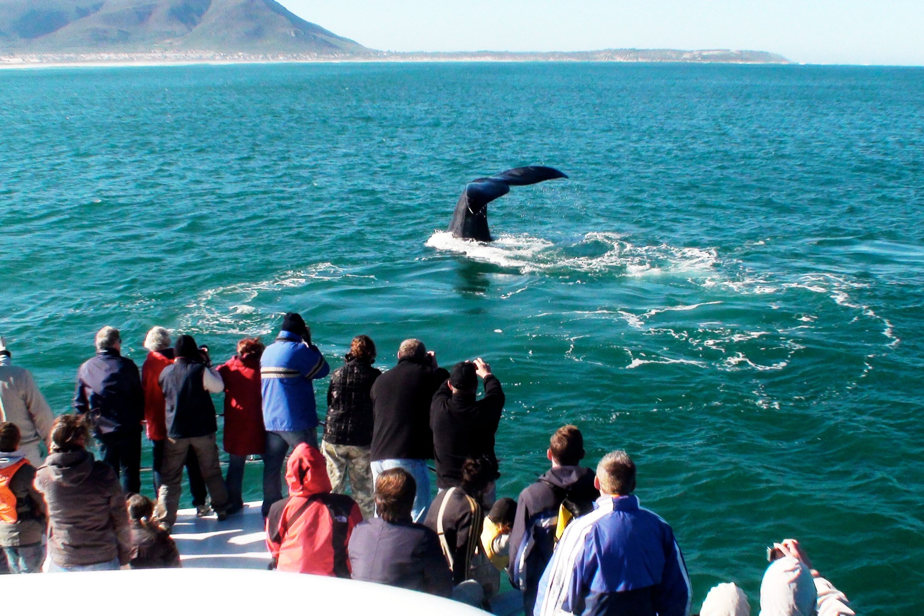 Walvistocht Hermanus Zuid-Afrika