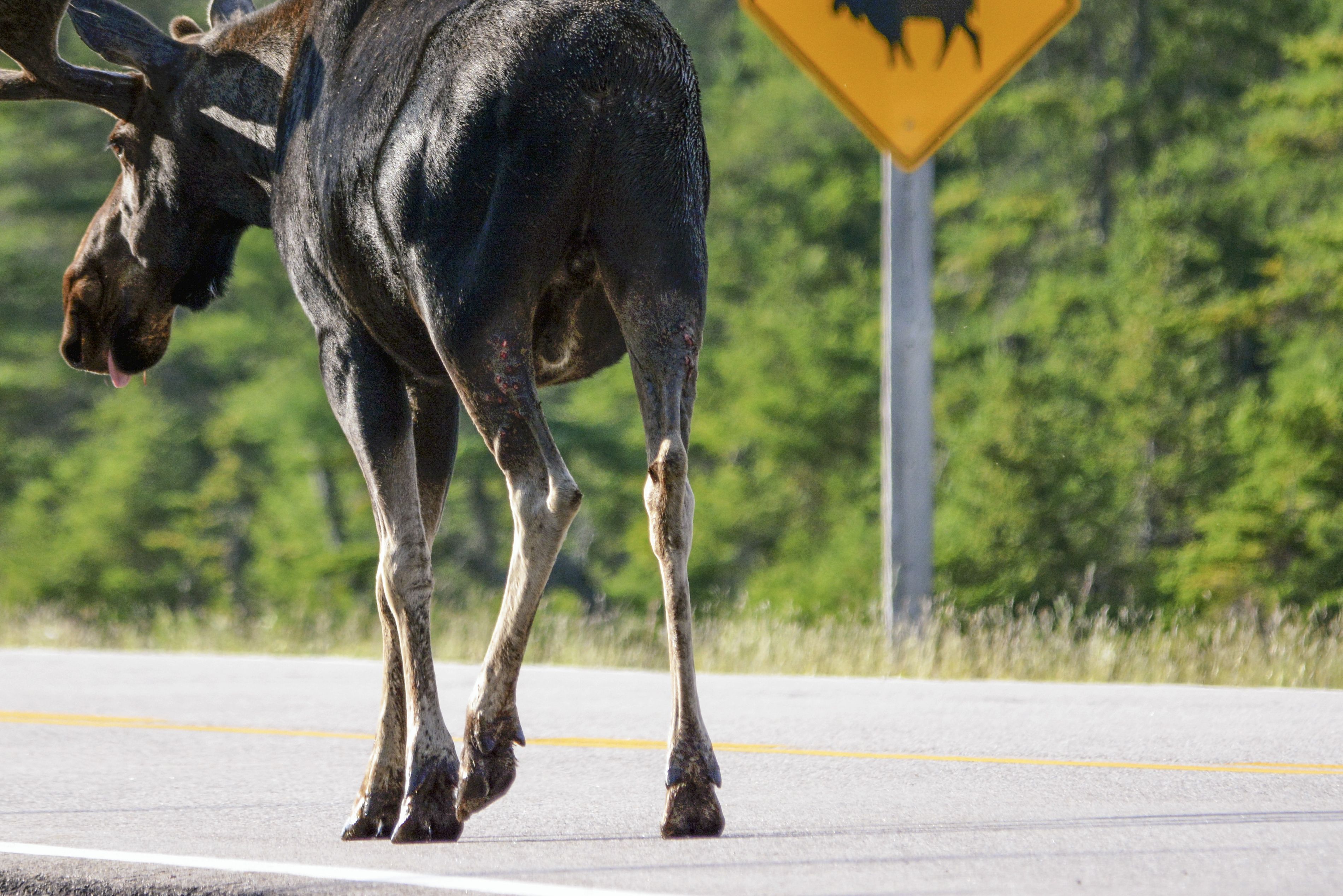 Eland op de highway in Canada