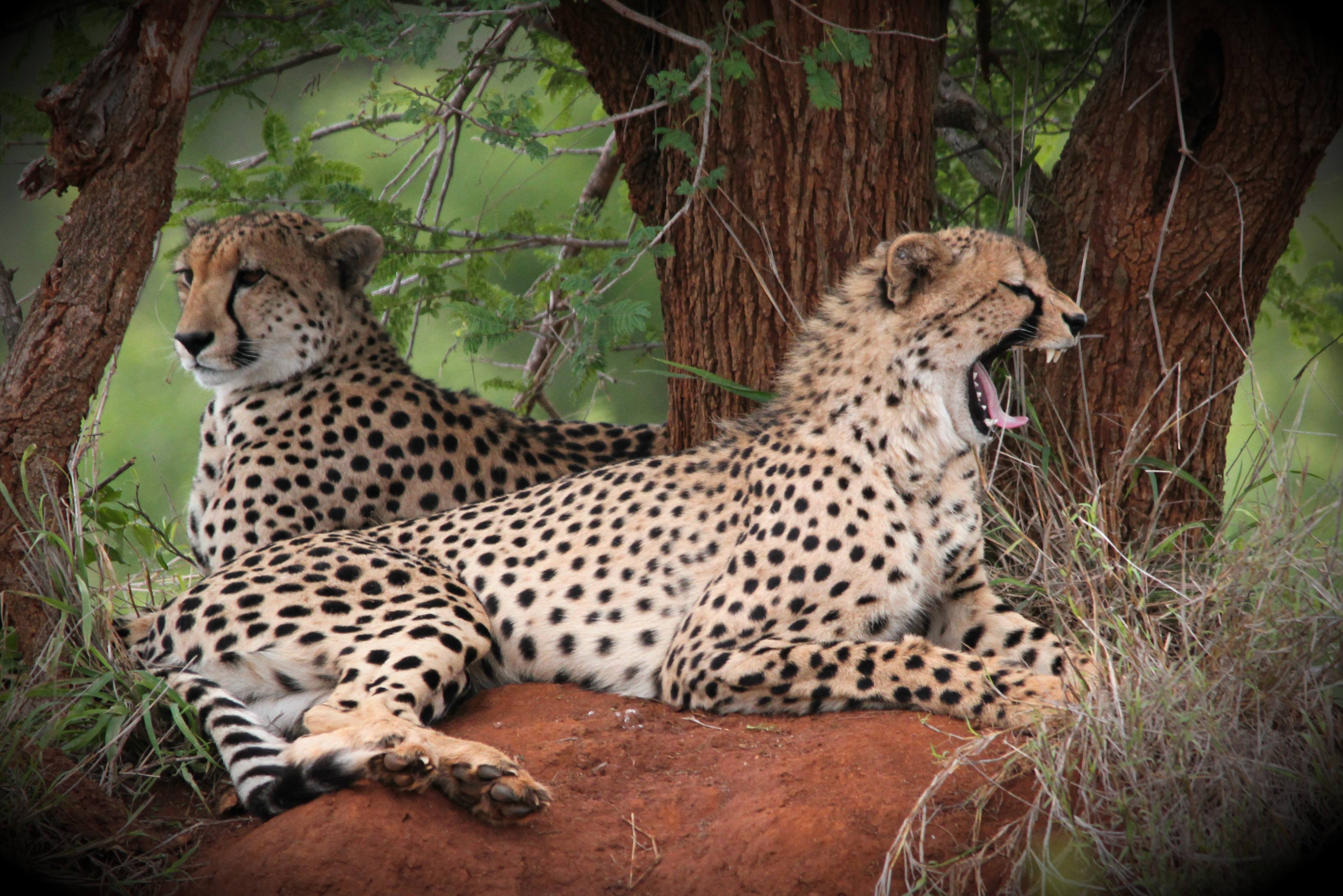Cheeta's in Timbavati Kruger Zuid-Afrika