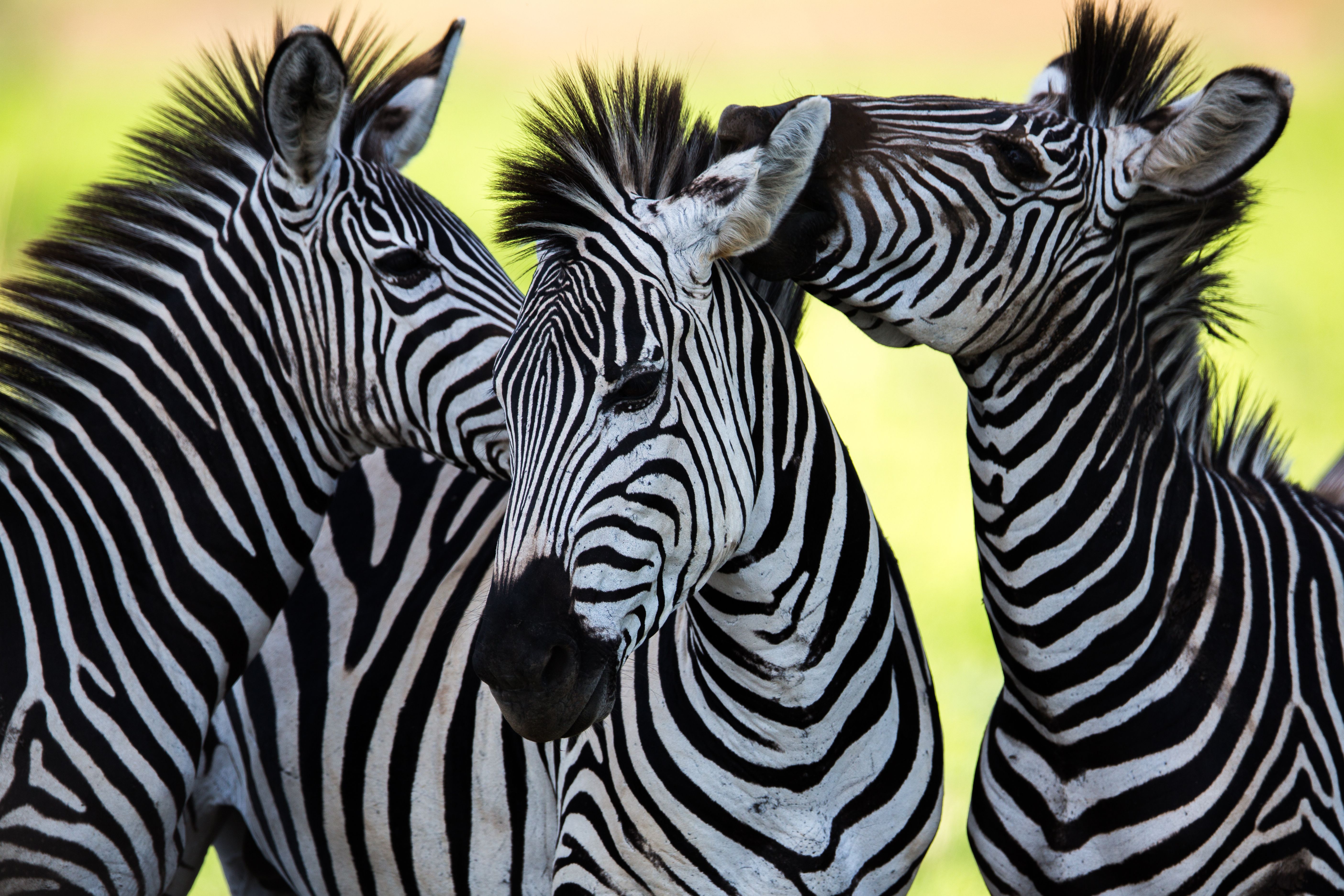 Zebra's in Zuid-Afrika