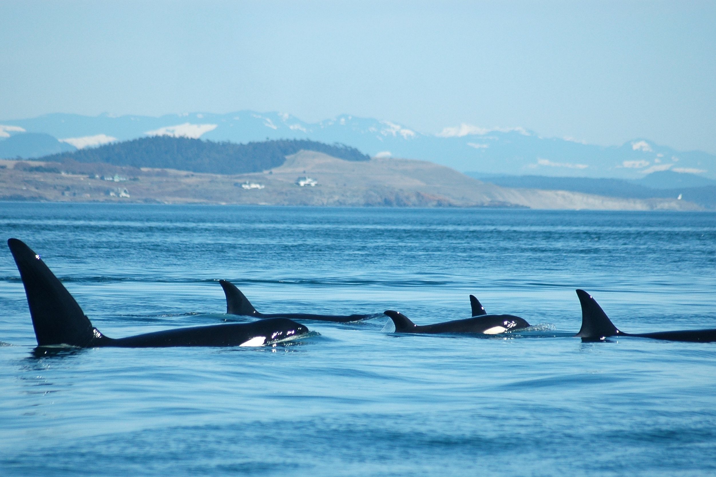 Orka's spotten Vancouver Island
