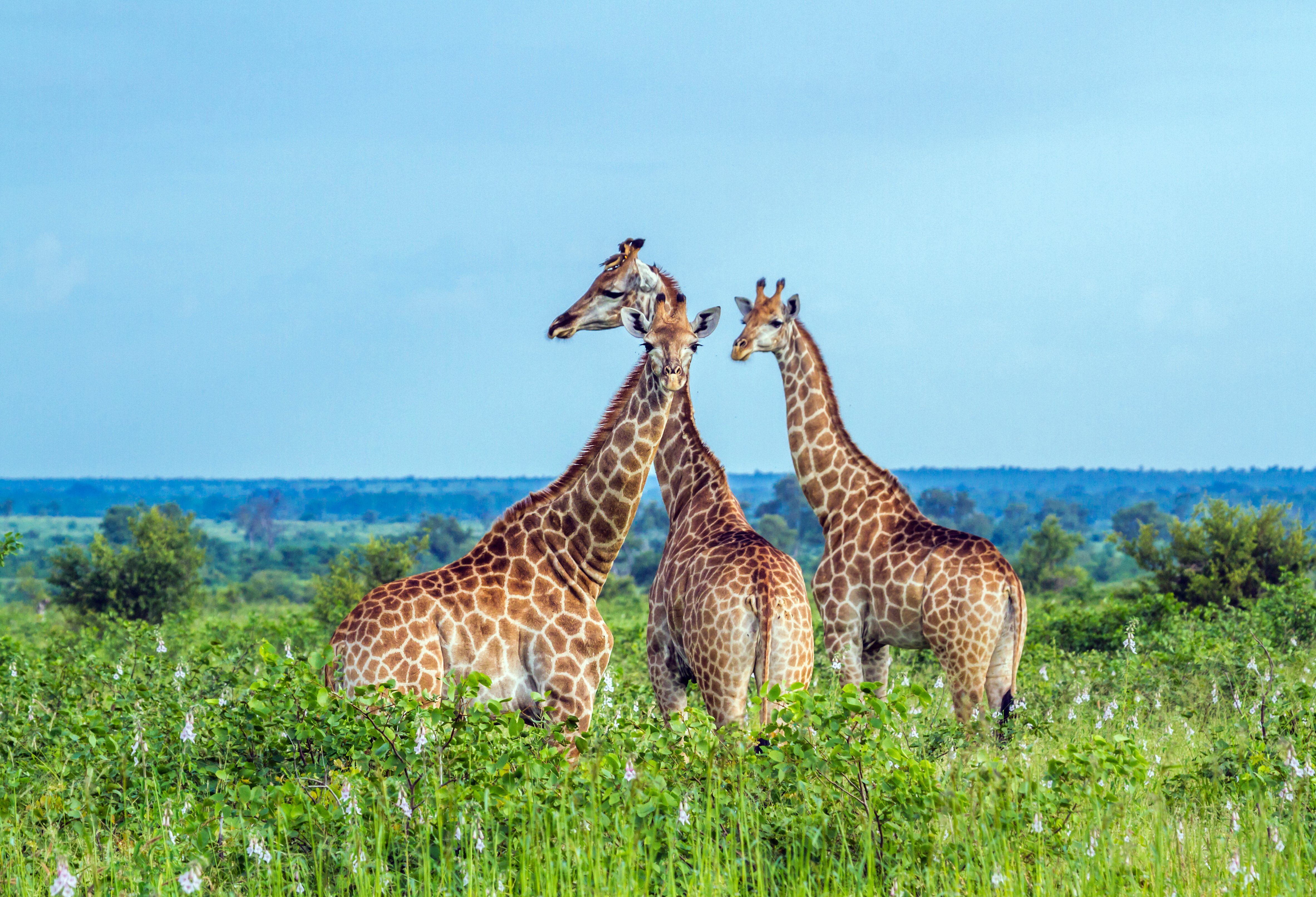 Giraffen in Kruger Zuid-Afrika