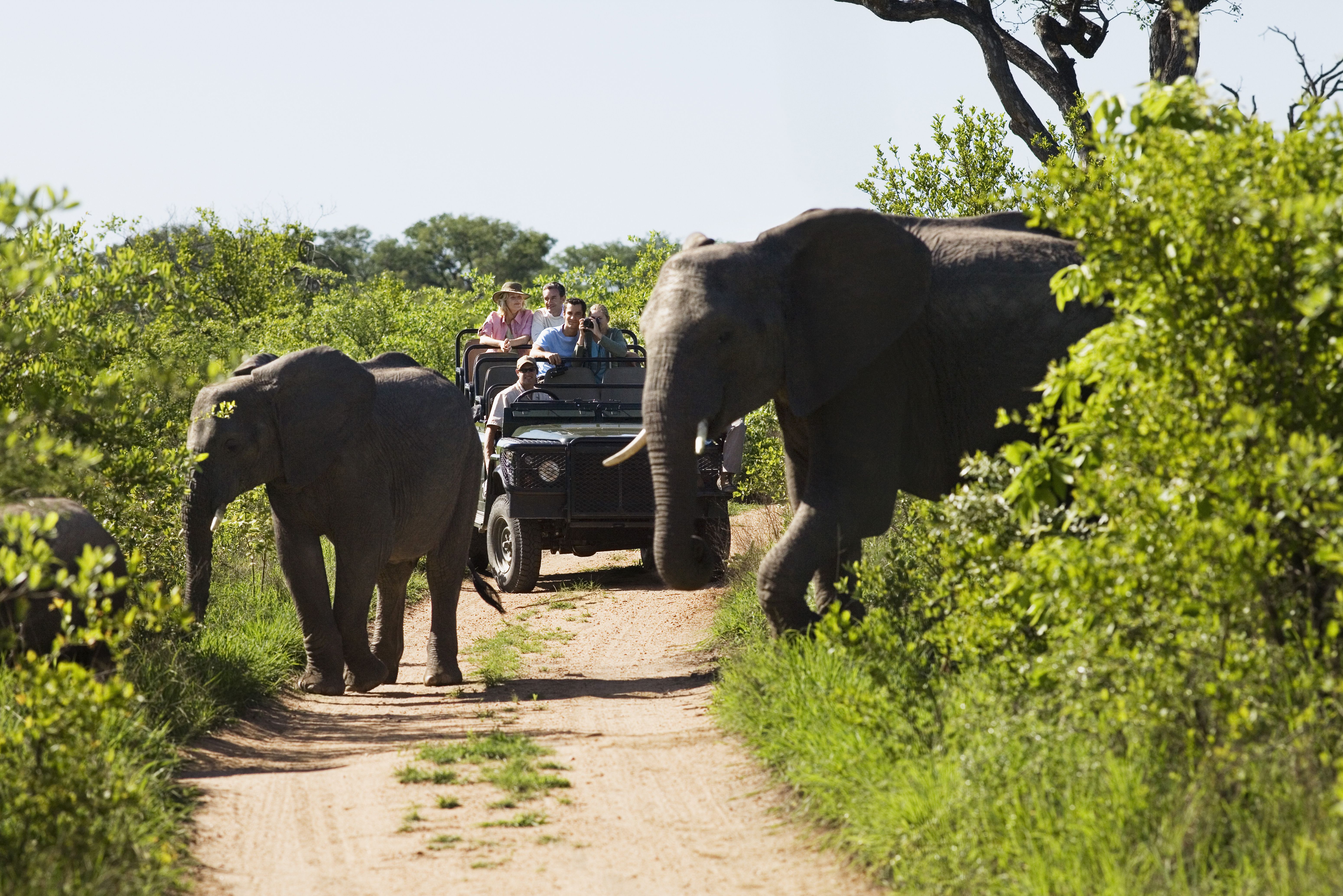 Olifanten tijdens game drive Timbavati Zuid-Afrika