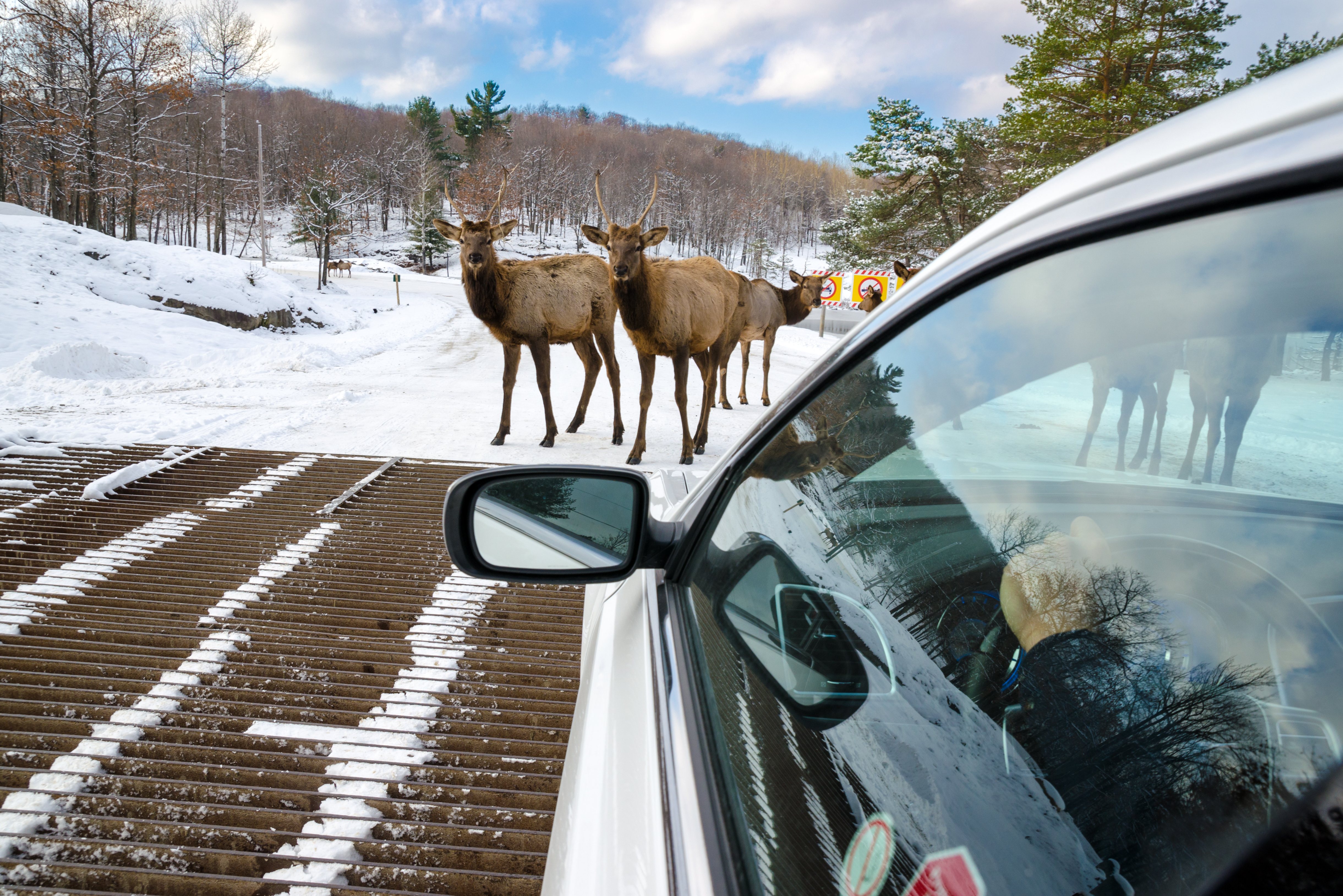 Herten spotten in Montebello Québec