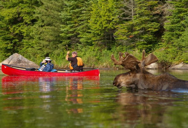 Eland spotten met kanoën in Algonquin Provincial Park