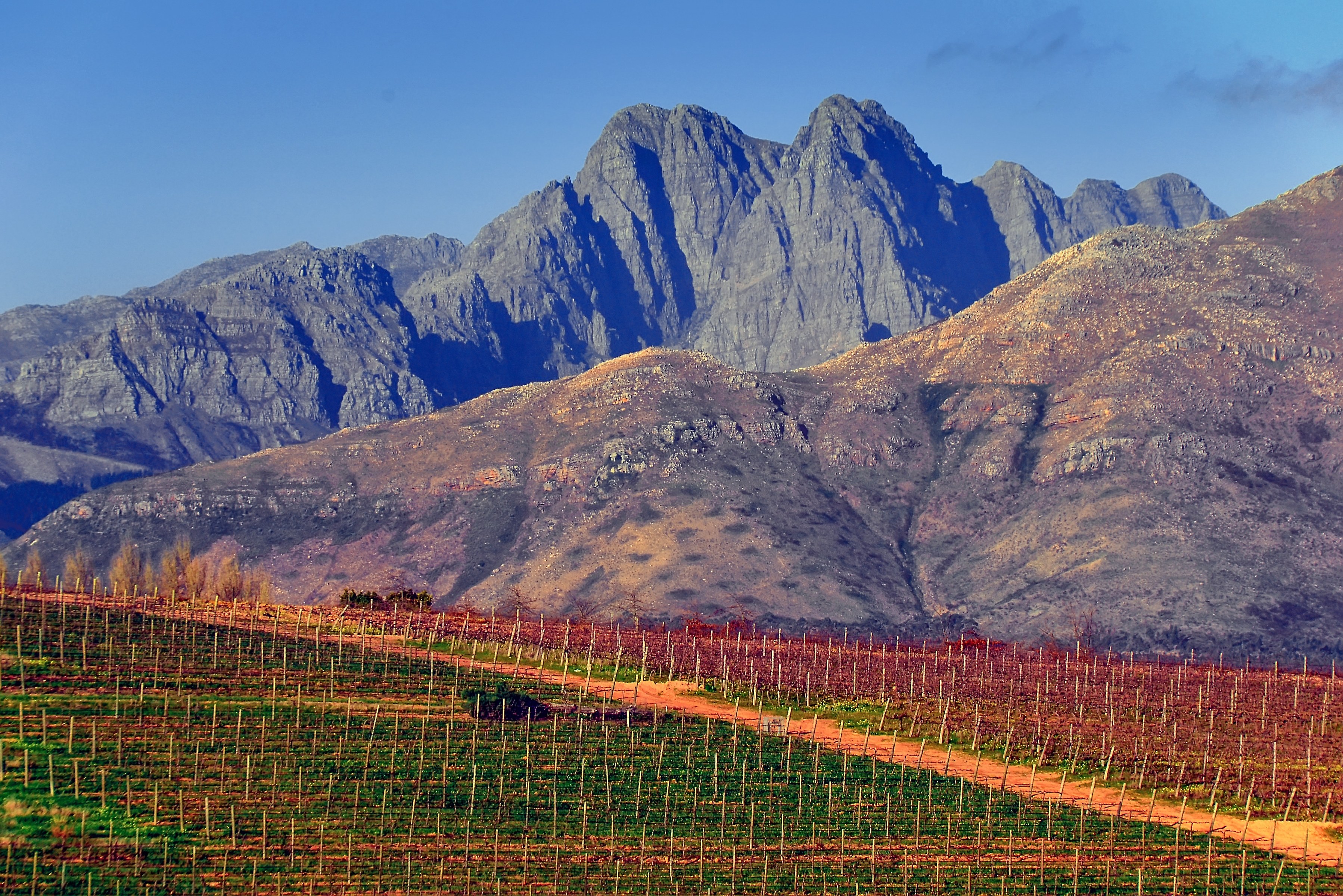 Wijngaard Stellenbosch Zuid-Afrika