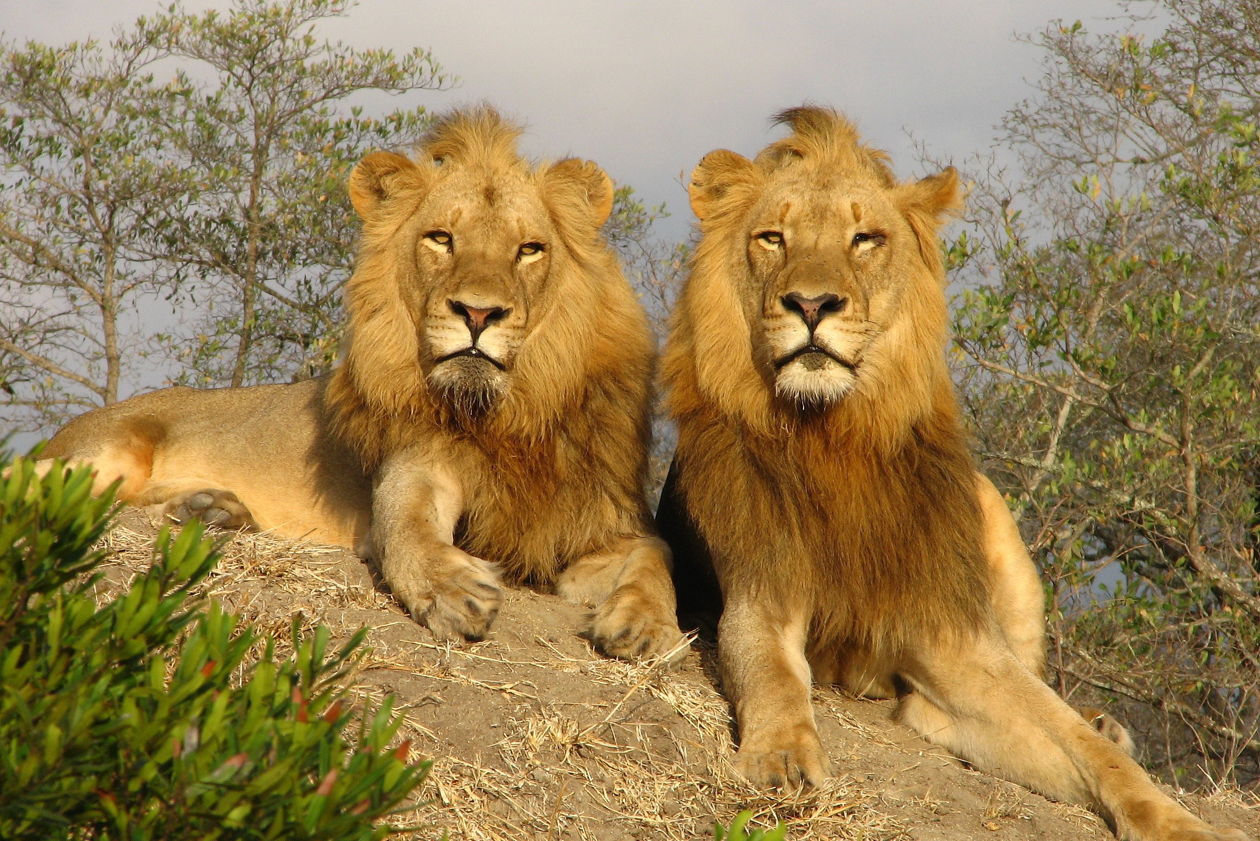 Leeuwen in Kruger Zuid-Afrika