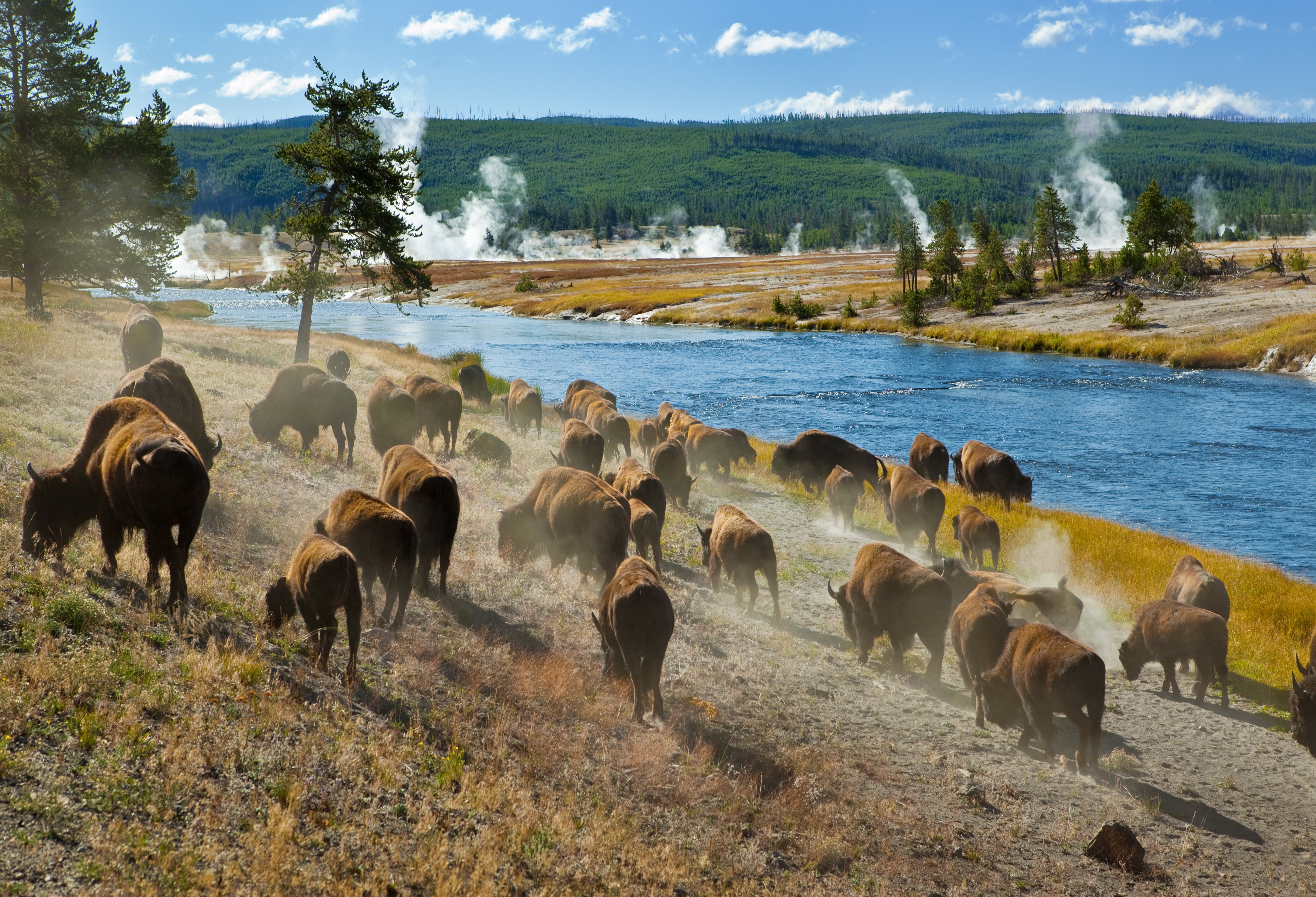 Bizons in Yellowstone National Park