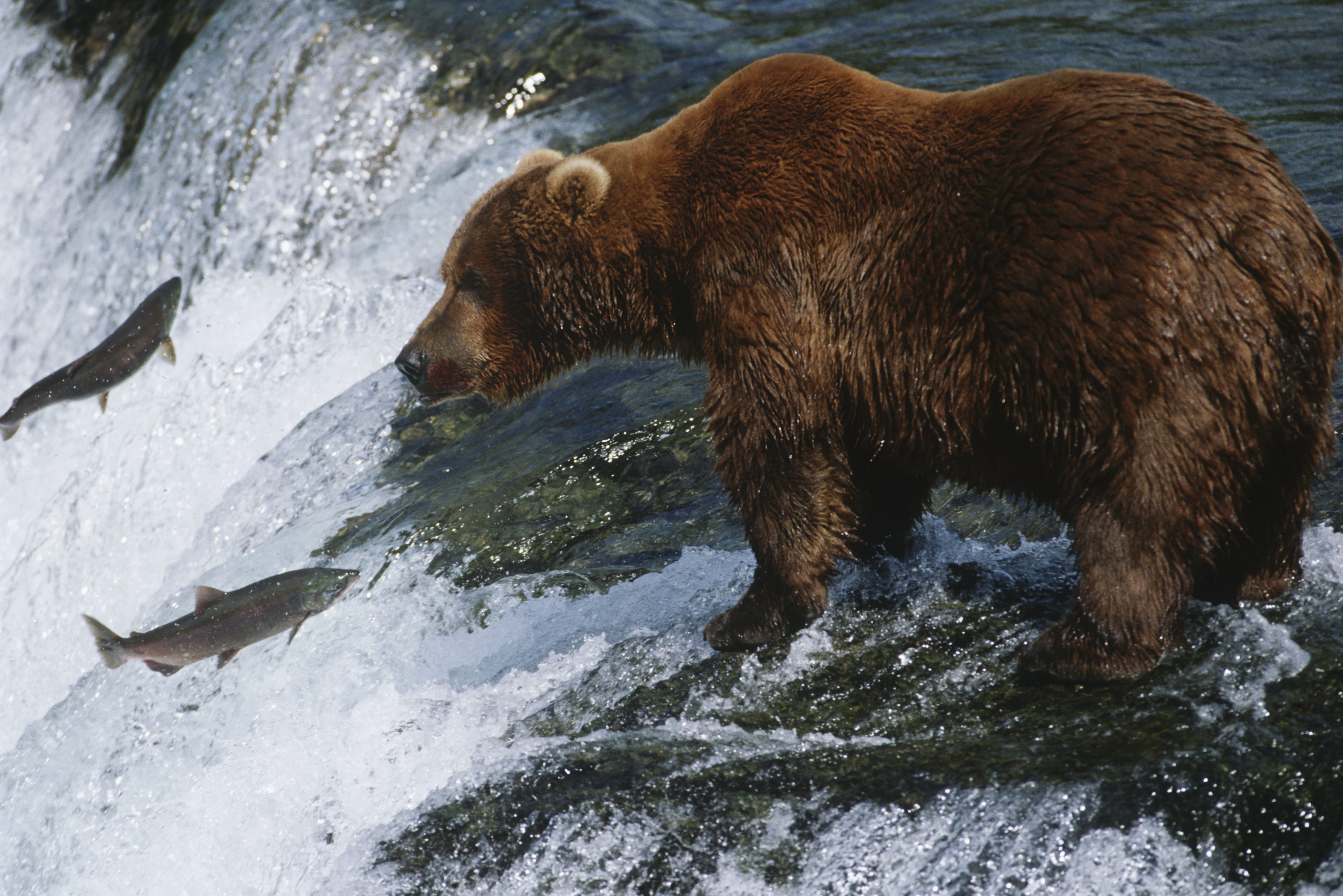 Grizzly beer aan het vissen op zalm in Canada