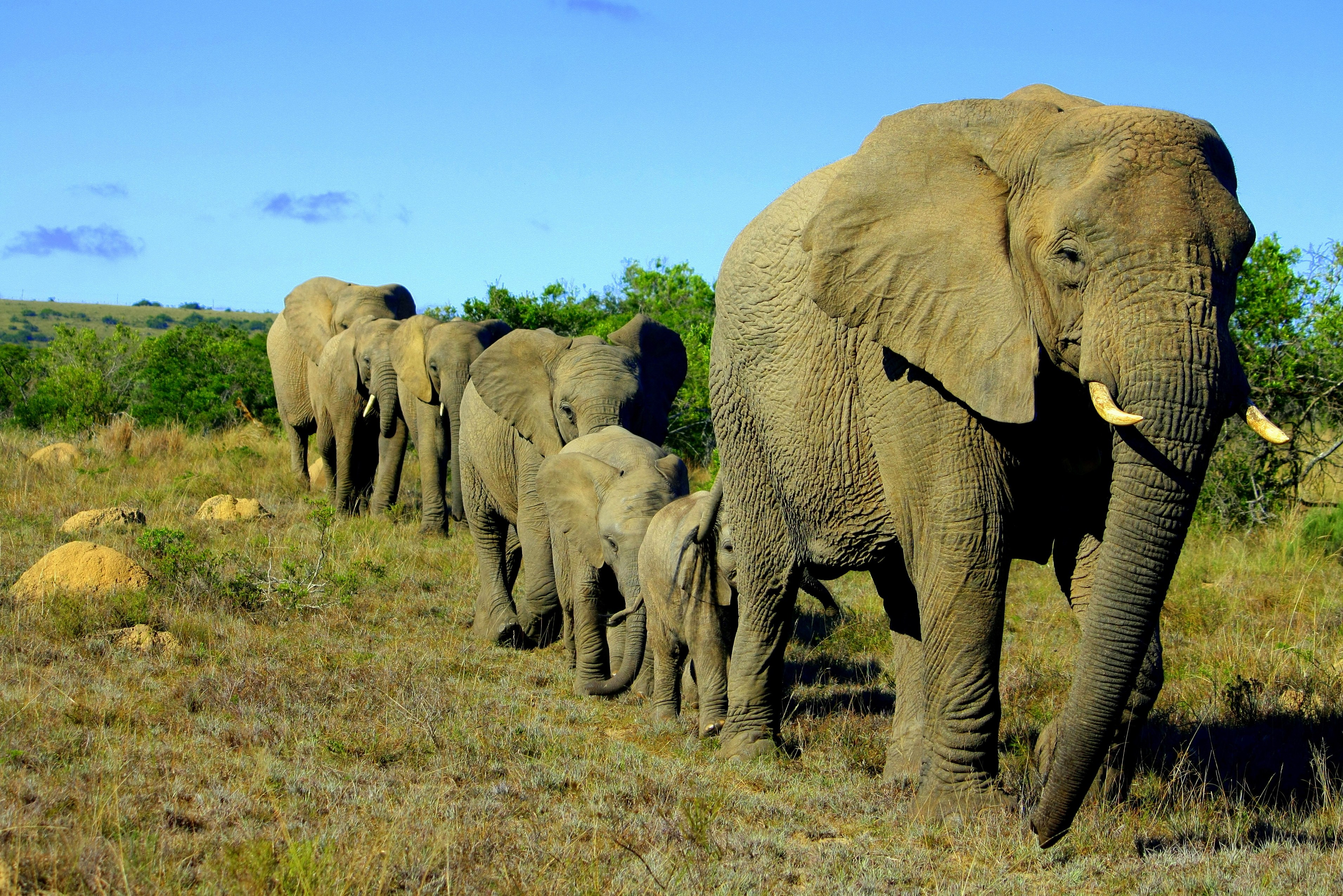 Olifanten in rij Kruger in Zuid-Afrika
