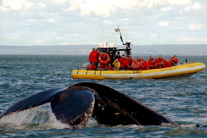 Walvistocht bij Tadoussac in Canada