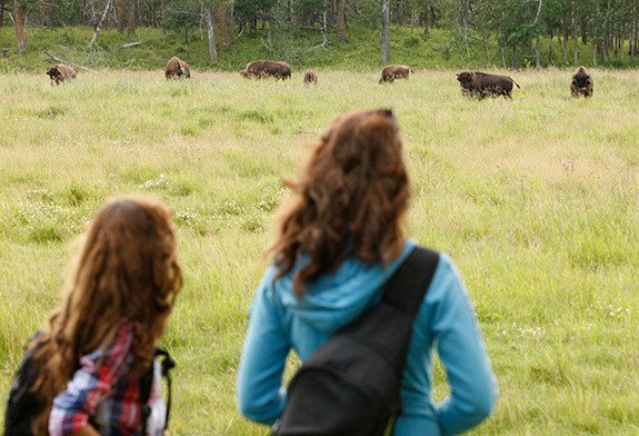 Bizons spotten in Elk Island National Park