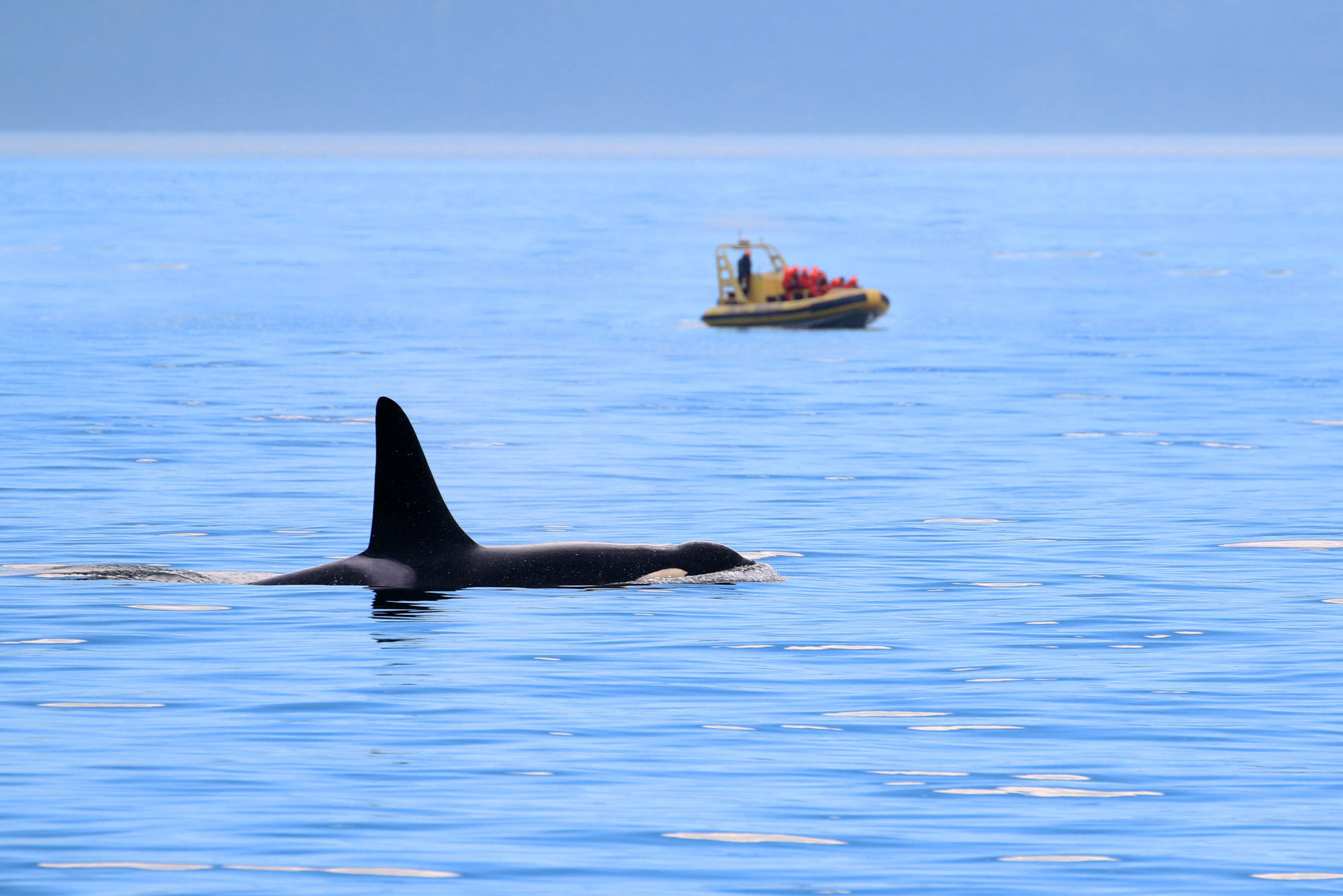 Orka spotten bij Vancouver Island