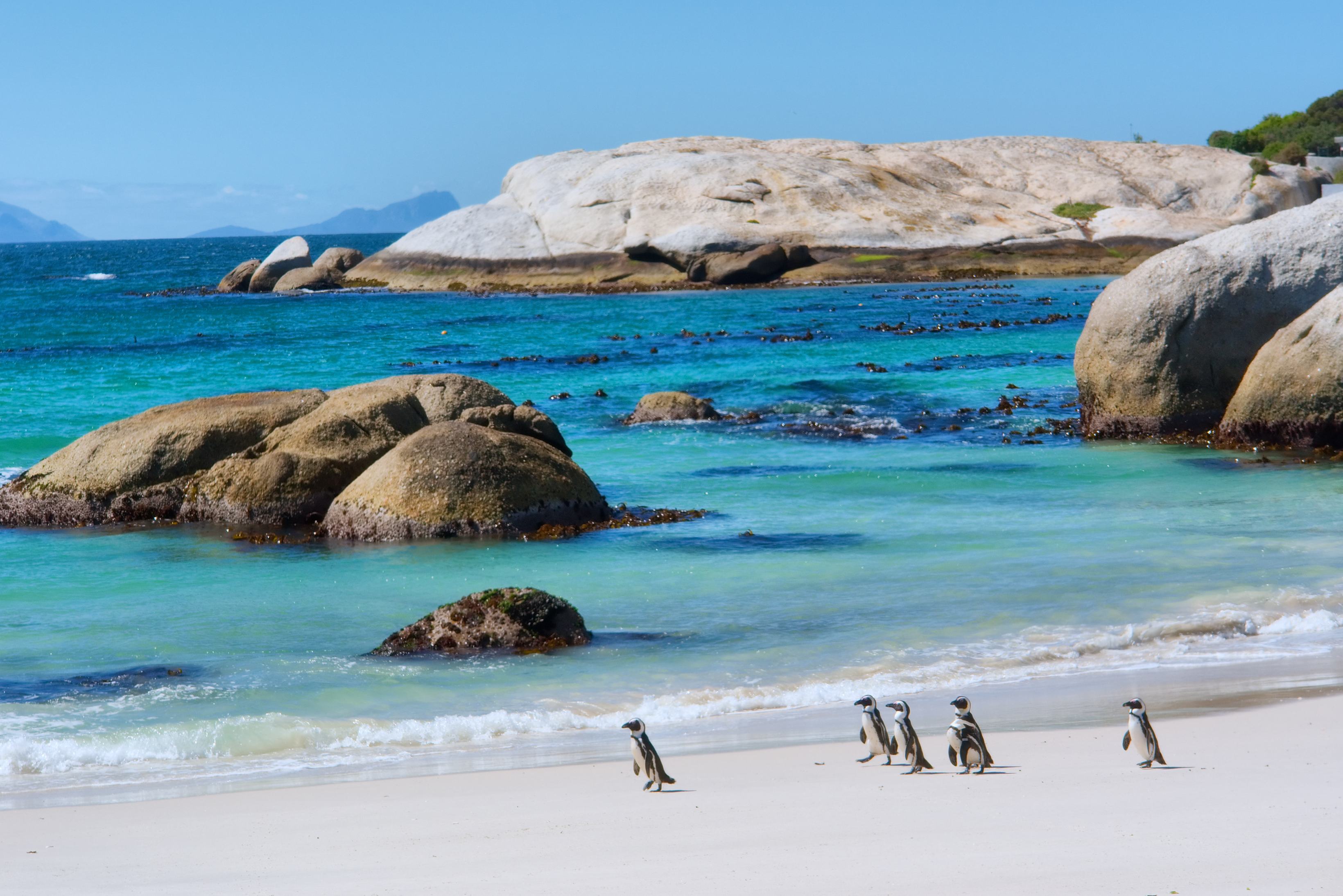 Boulders Bay Penguins Walk Kaapstad Zuid-Afrika