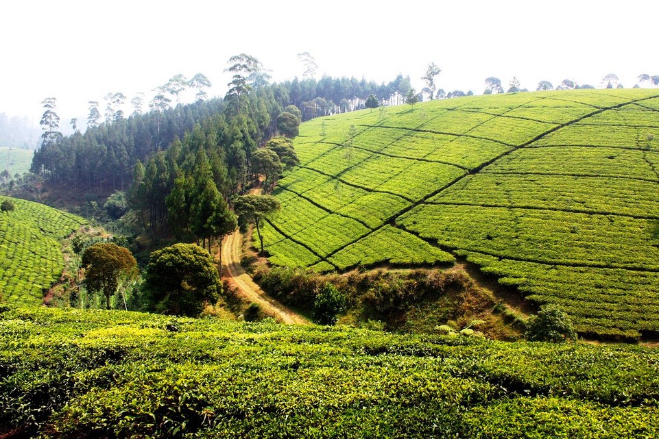 Theeplantages bij Bandung op Java