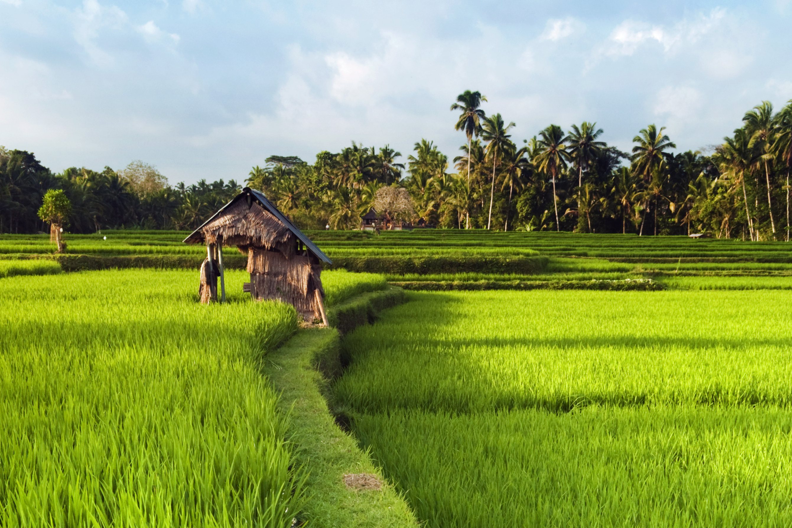 Rijstvelden rondom Ubud op Bali
