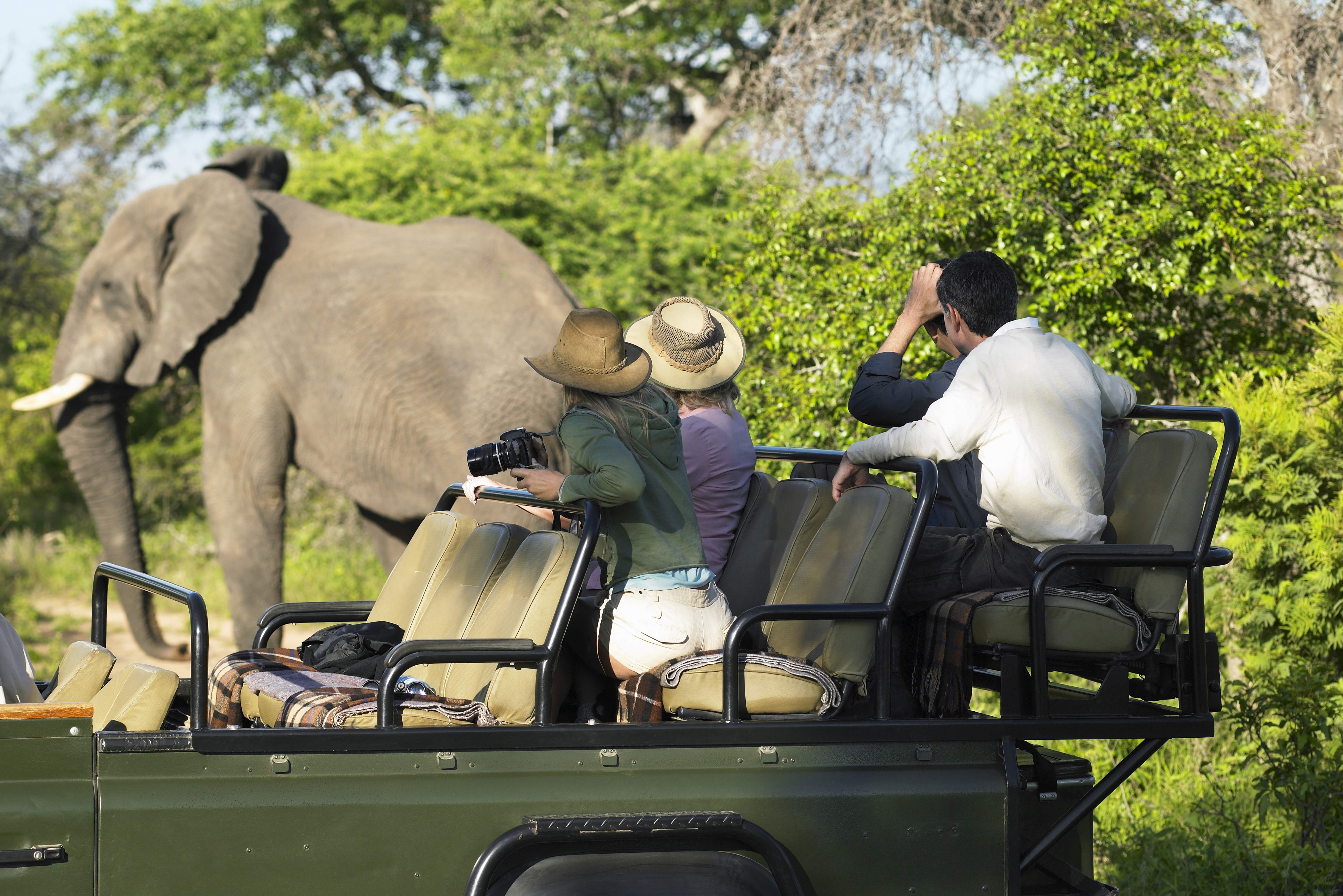 Olifant tijdens game drive Zuid-Afrika