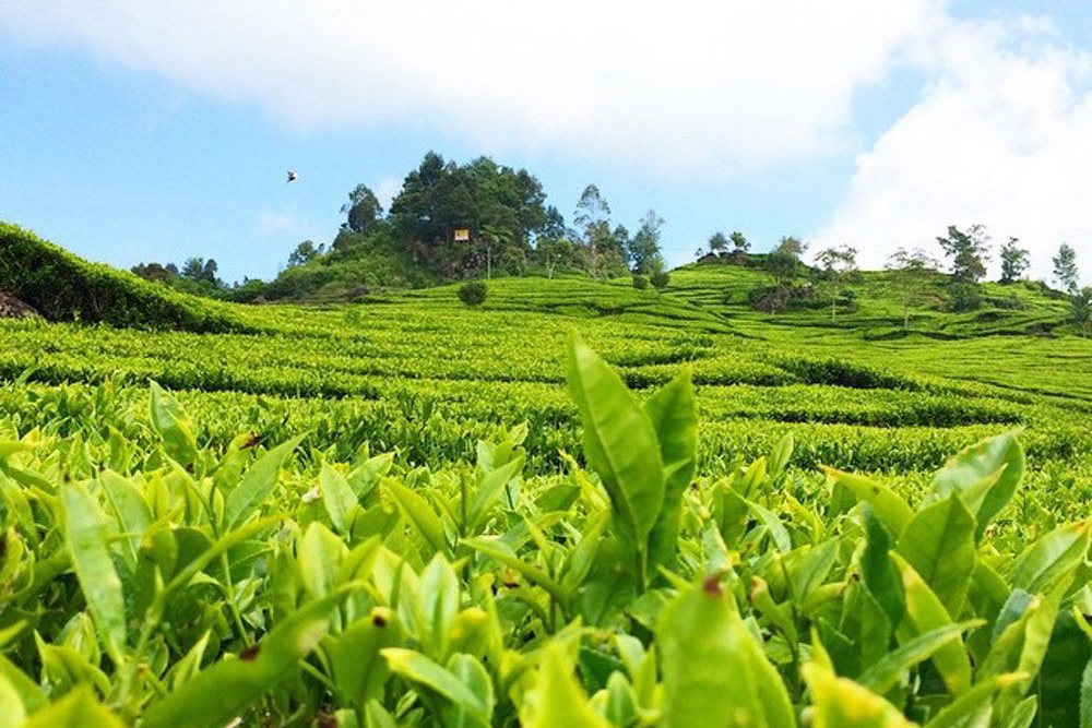 Uitzicht in de theeplantage bij Bandung
