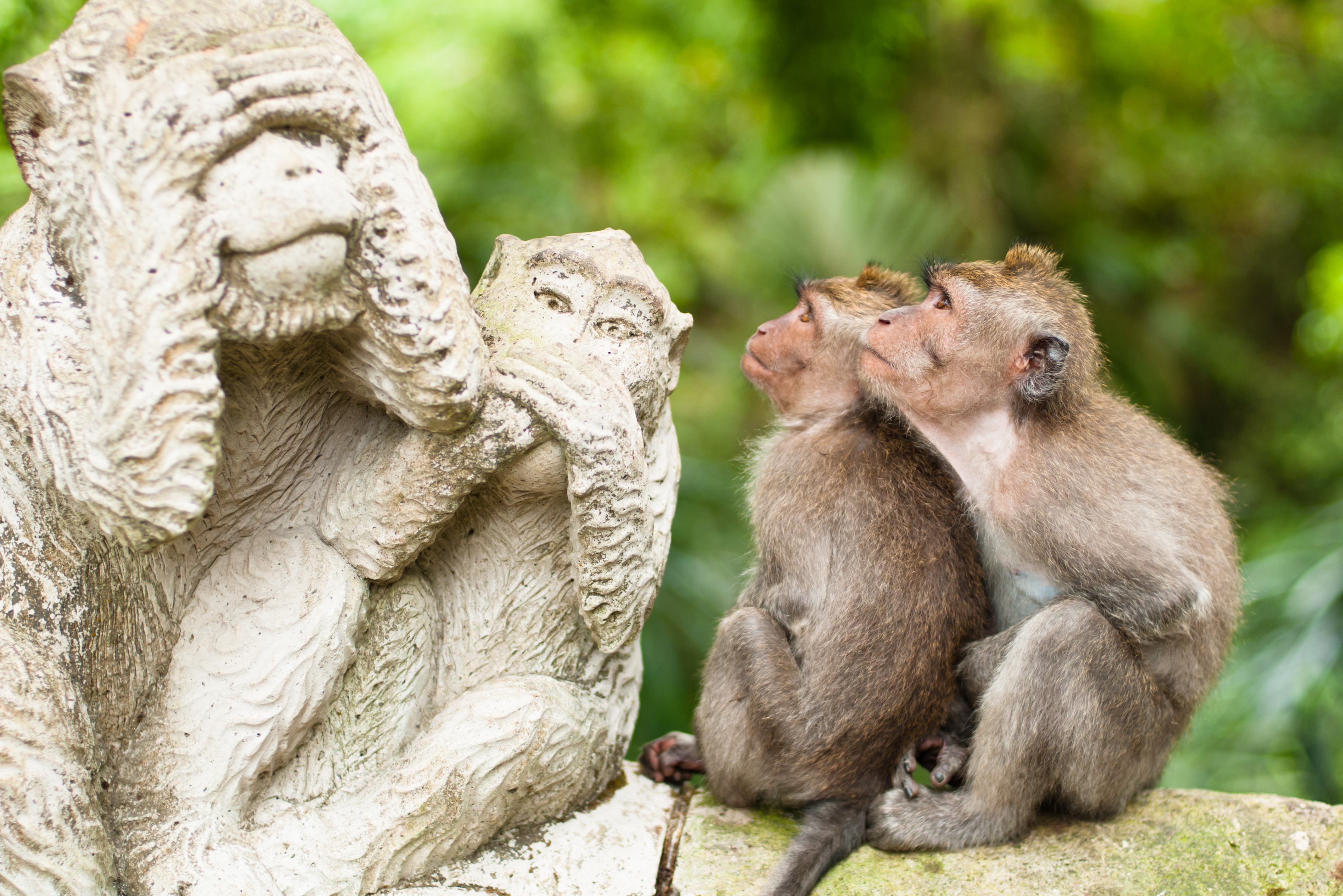 Monkey Forest in Ubud