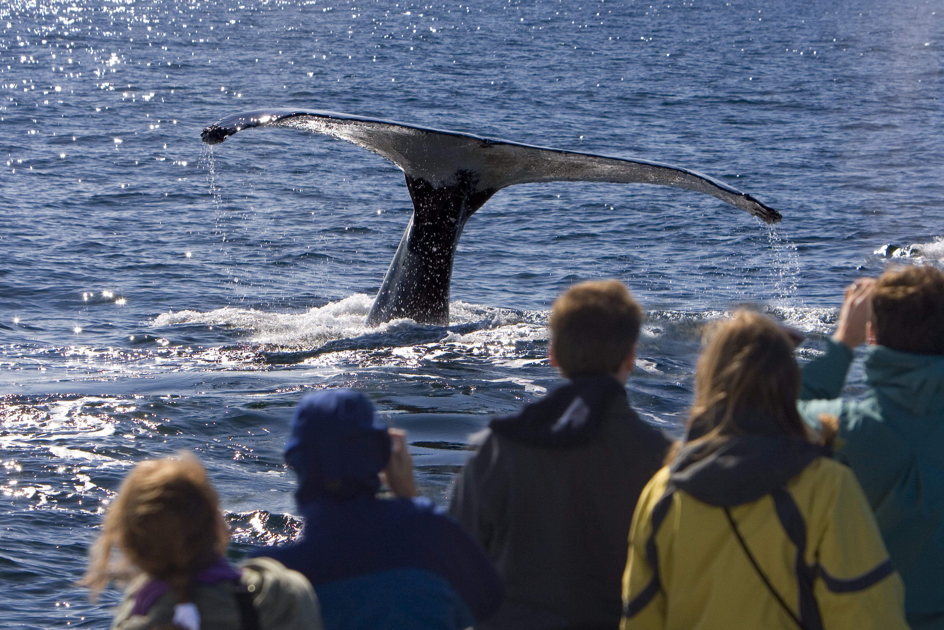 Walvis tijdens walvis cruise in Hermanus Zuid-Afrika
