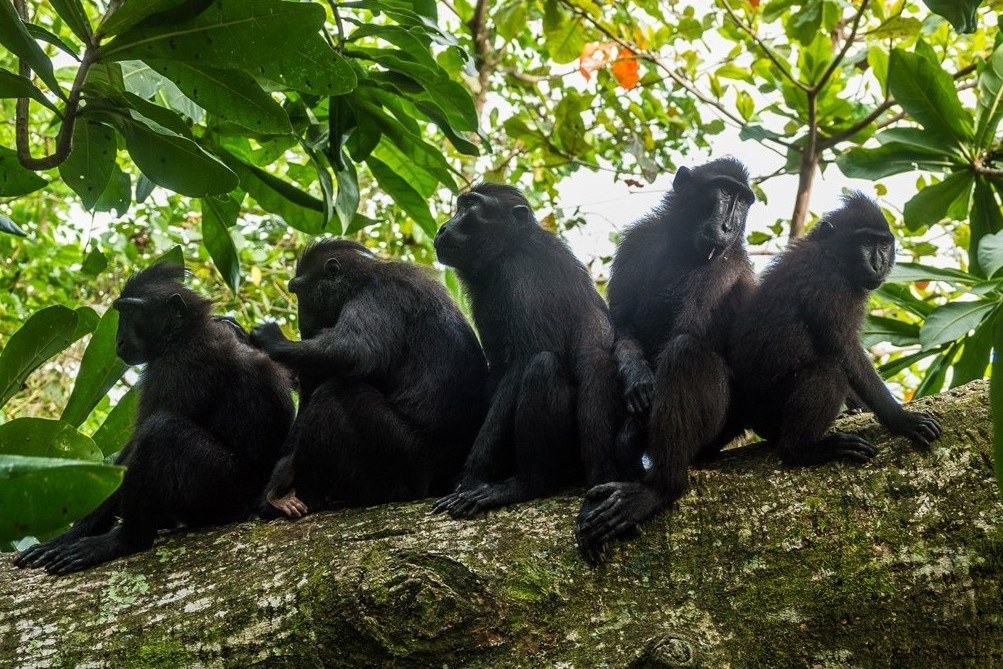 Zwarte kuifmakaken in het Tangkoko National Park