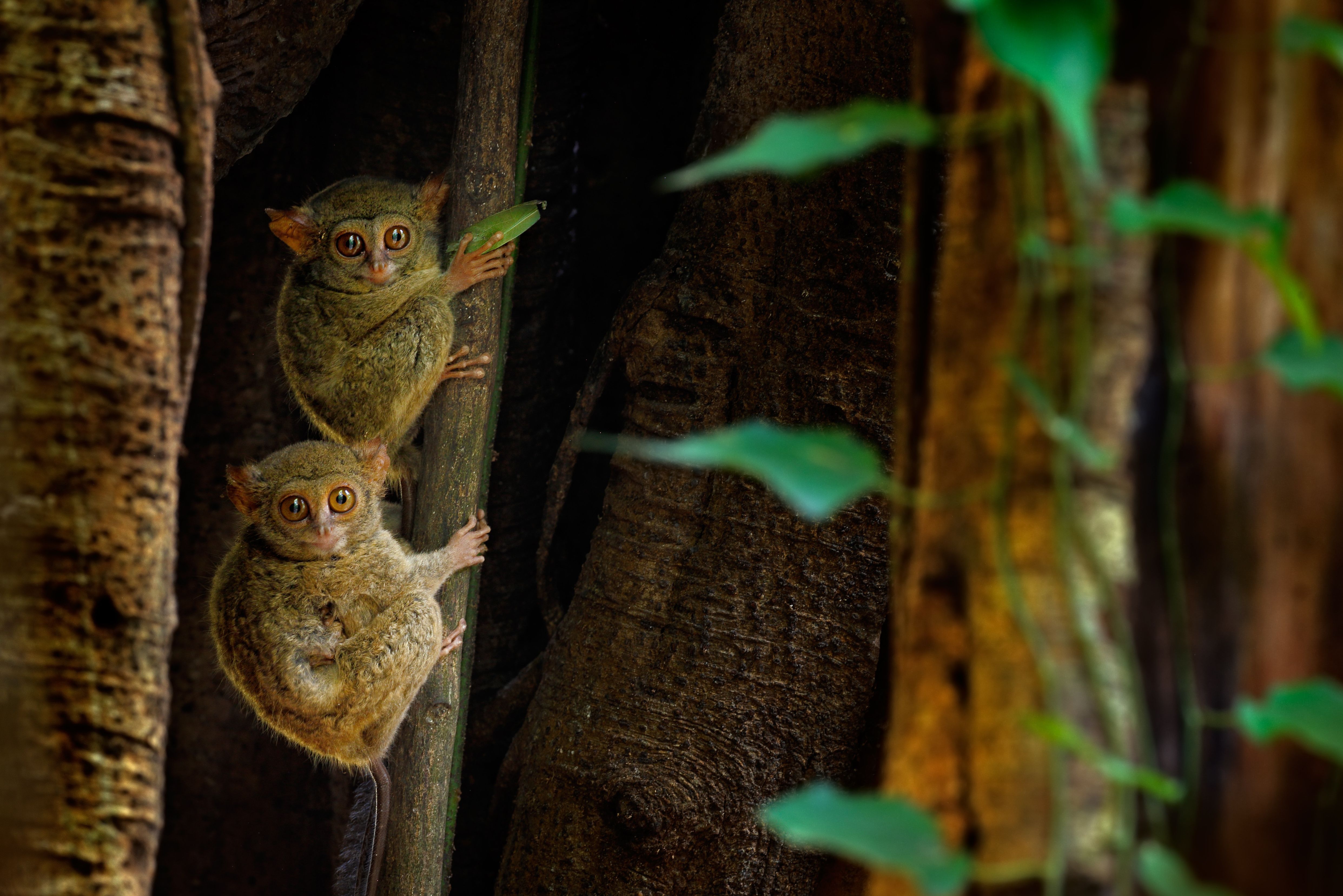 Tarsius aapjes in Tangkoko National Park