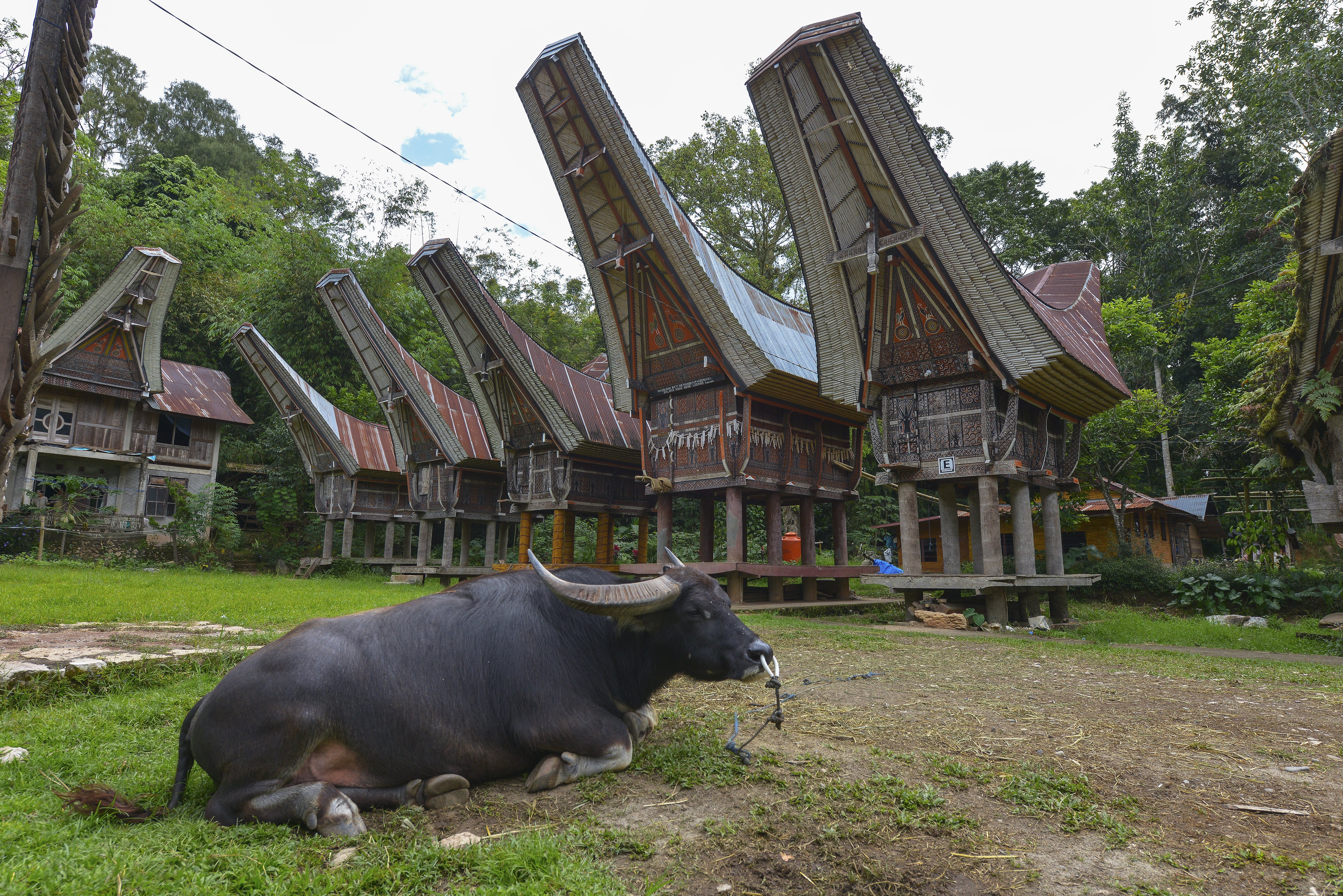 Traditionele Toraja tongkonan huizen met een buffel ervoor