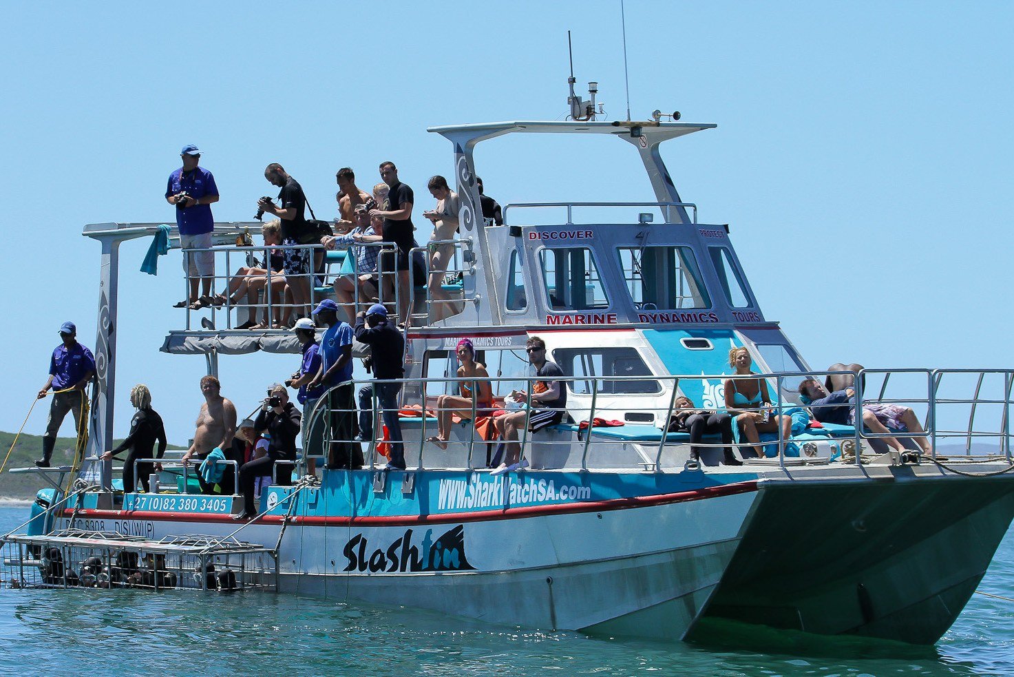Haaien duiken in Gansbaai Zuid-Afrika