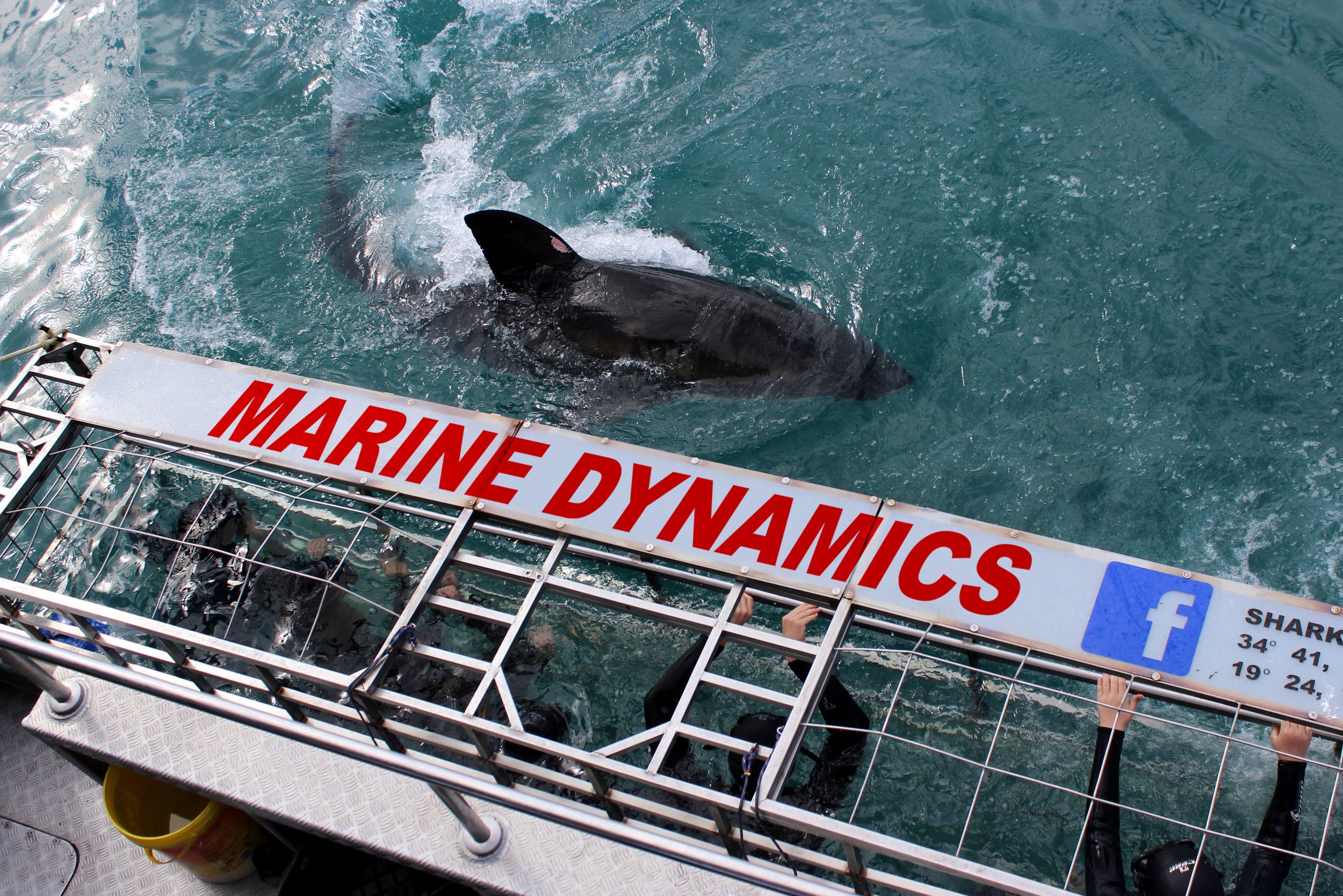 Kooi tijdens zwemmen met haaien Gansbaai