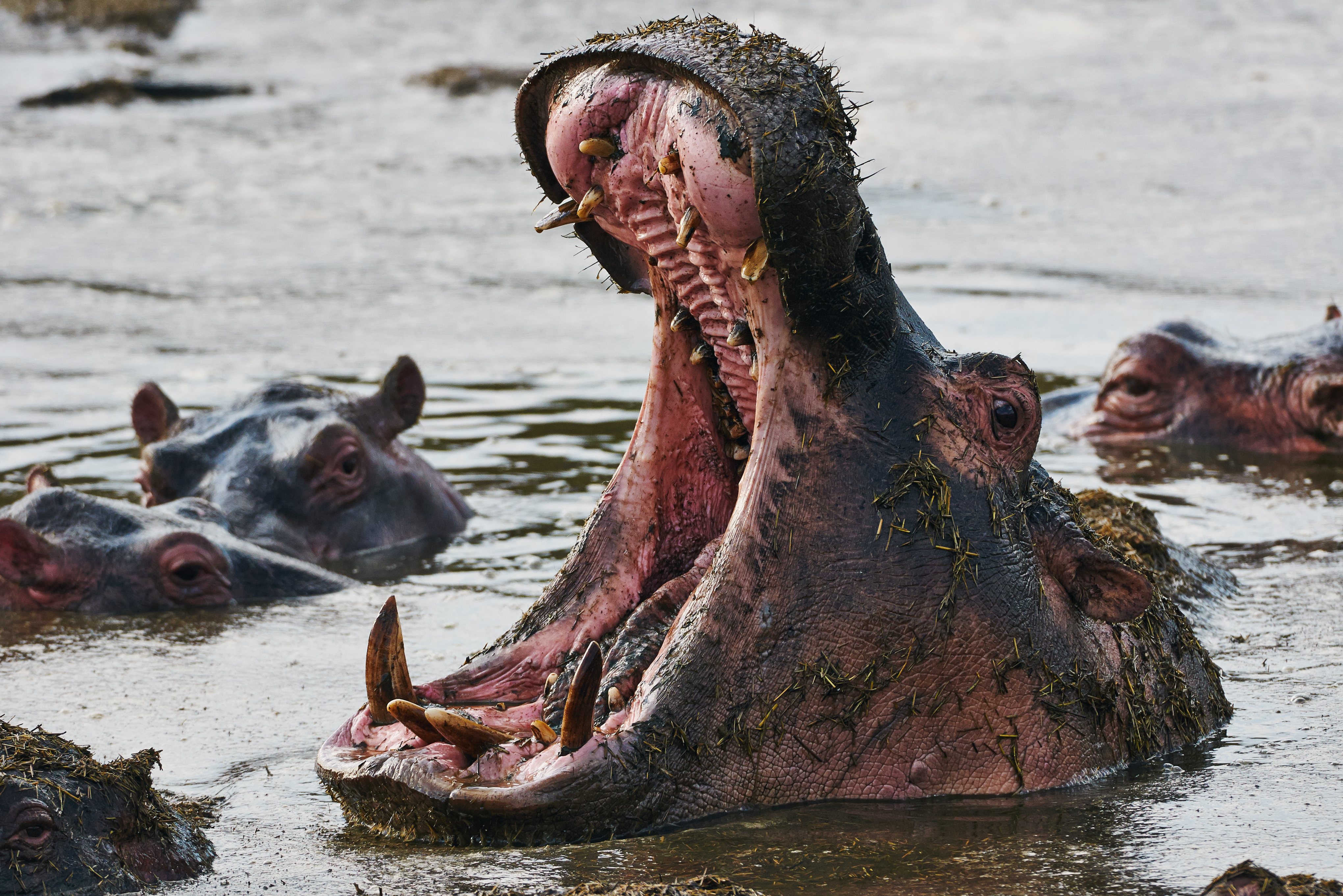 Nijlpaarden in water Zuid-Afrika