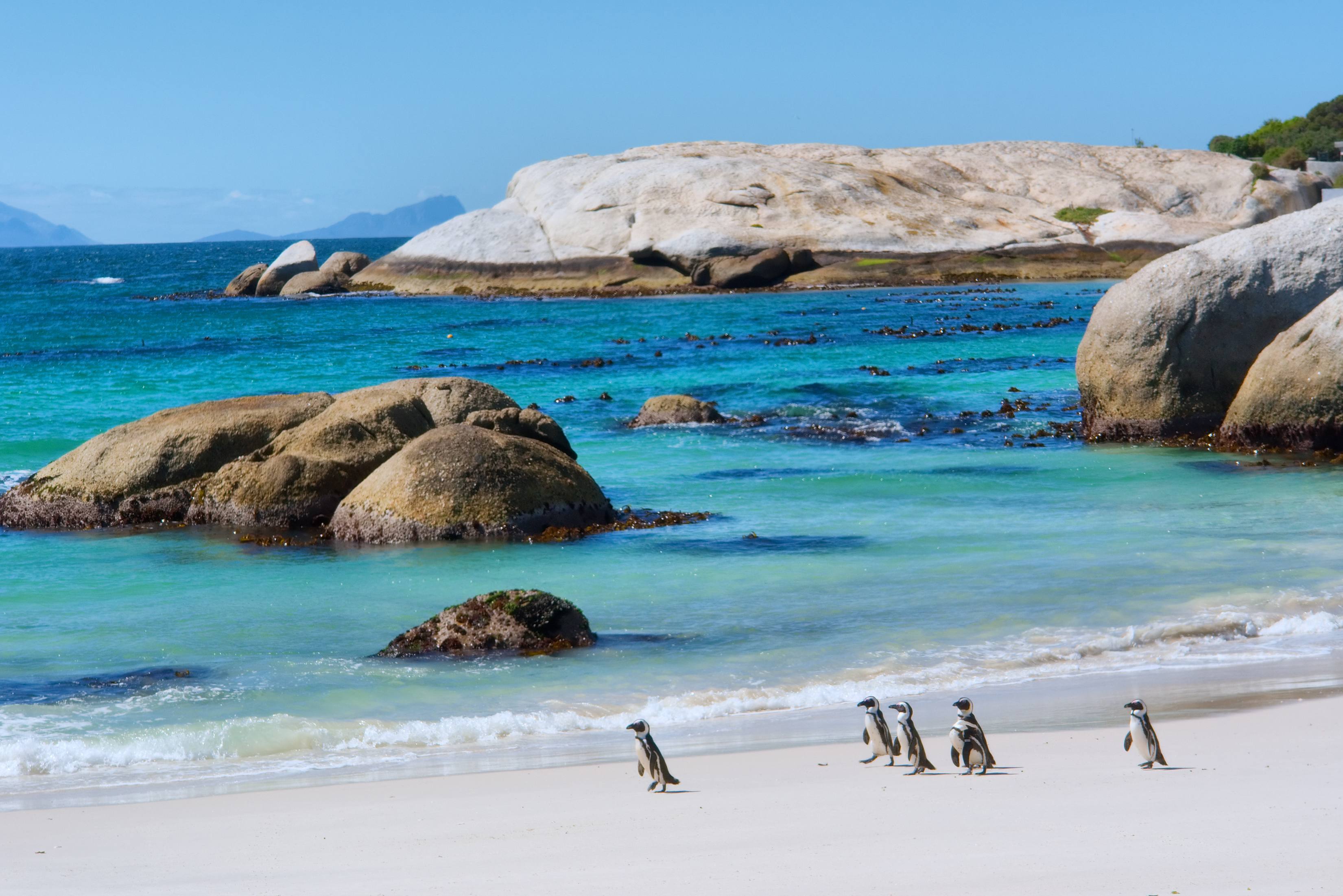 Boulders Bay in Zuid-Afrika