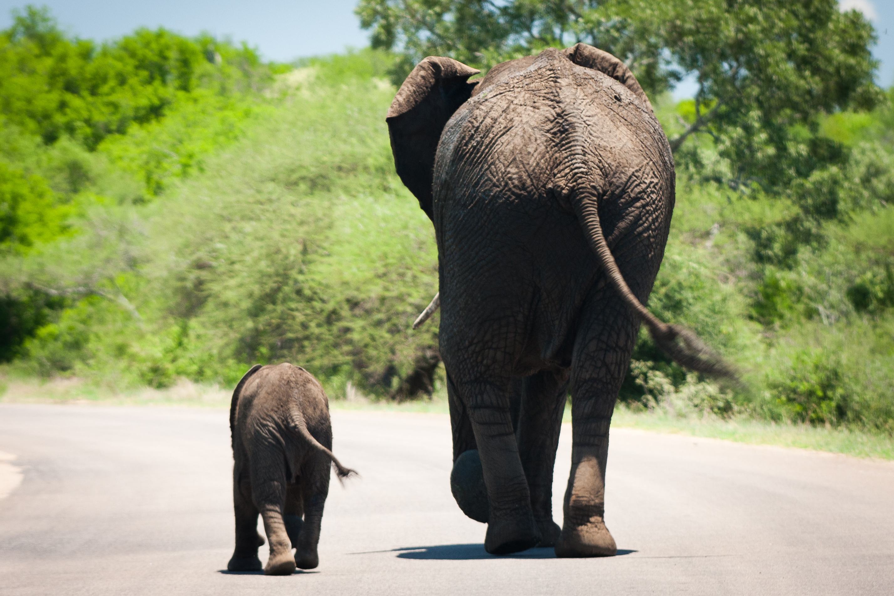 Olifant met baby olifant