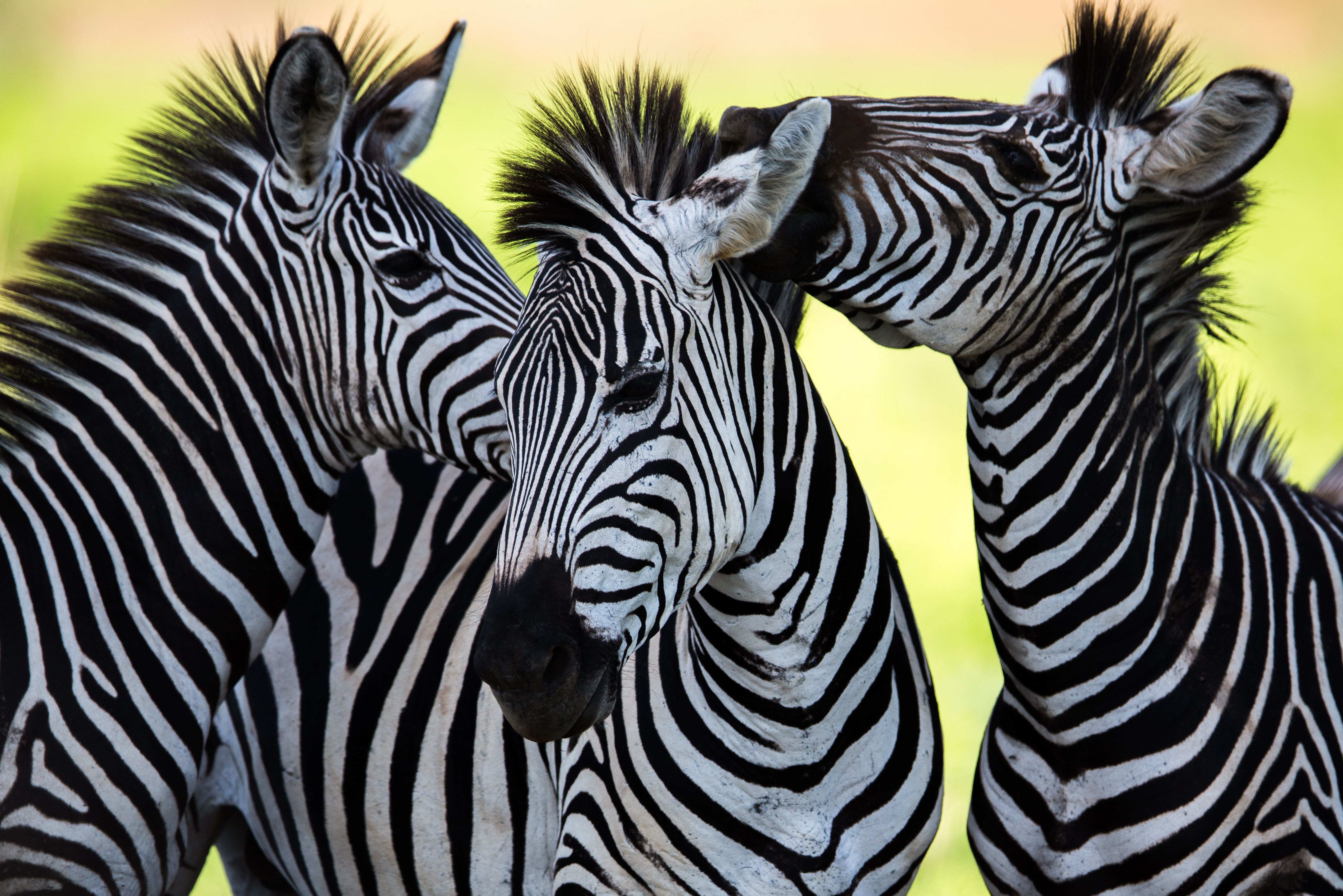 zebra's in Zuid-Afrika