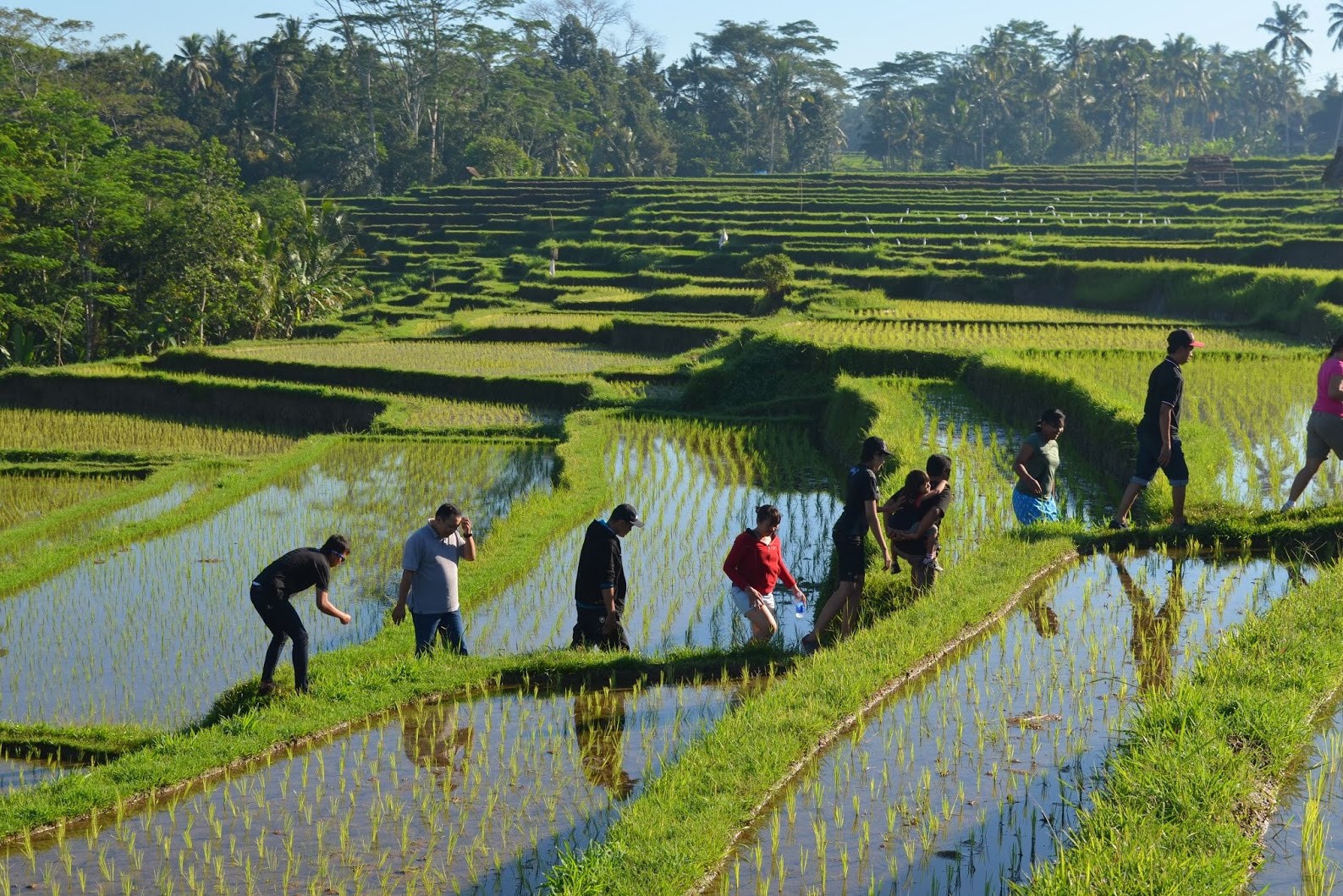 Wandelen door de rijstvelden rondom Ubud