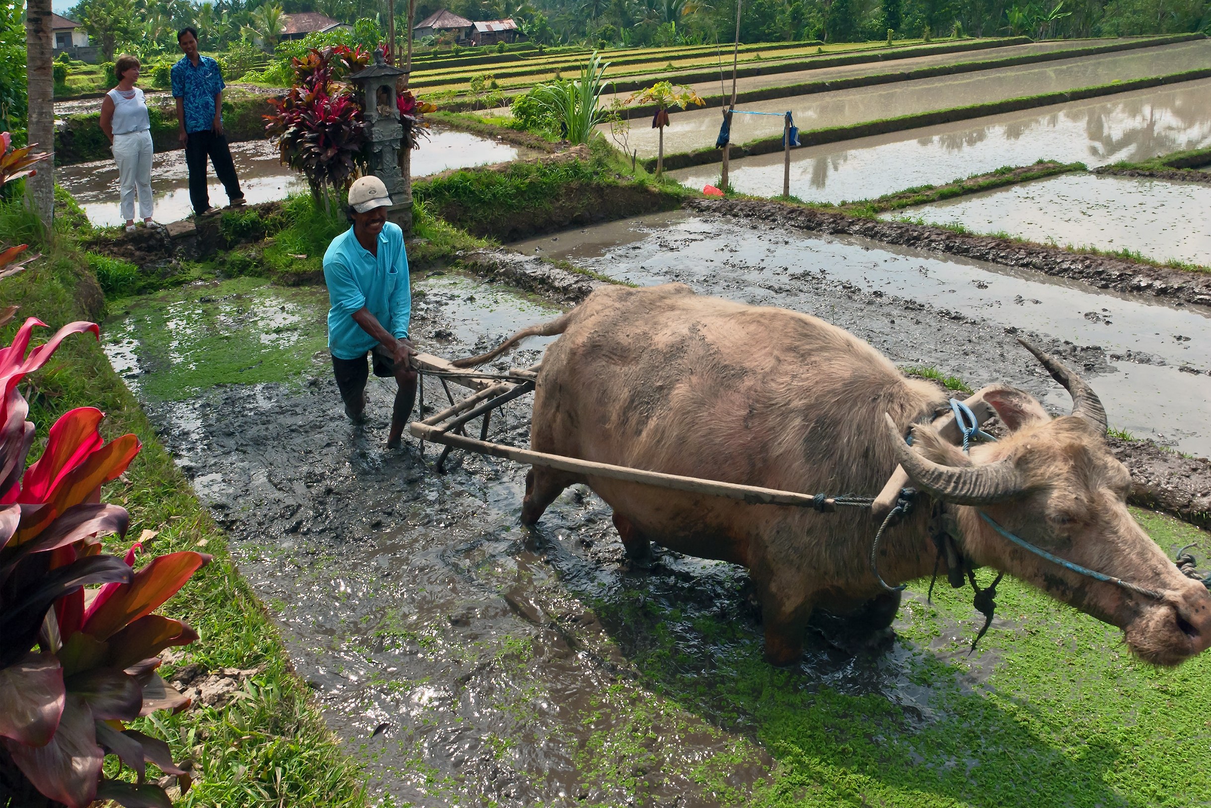 Boer op Bali aan het werk met zijn buffel