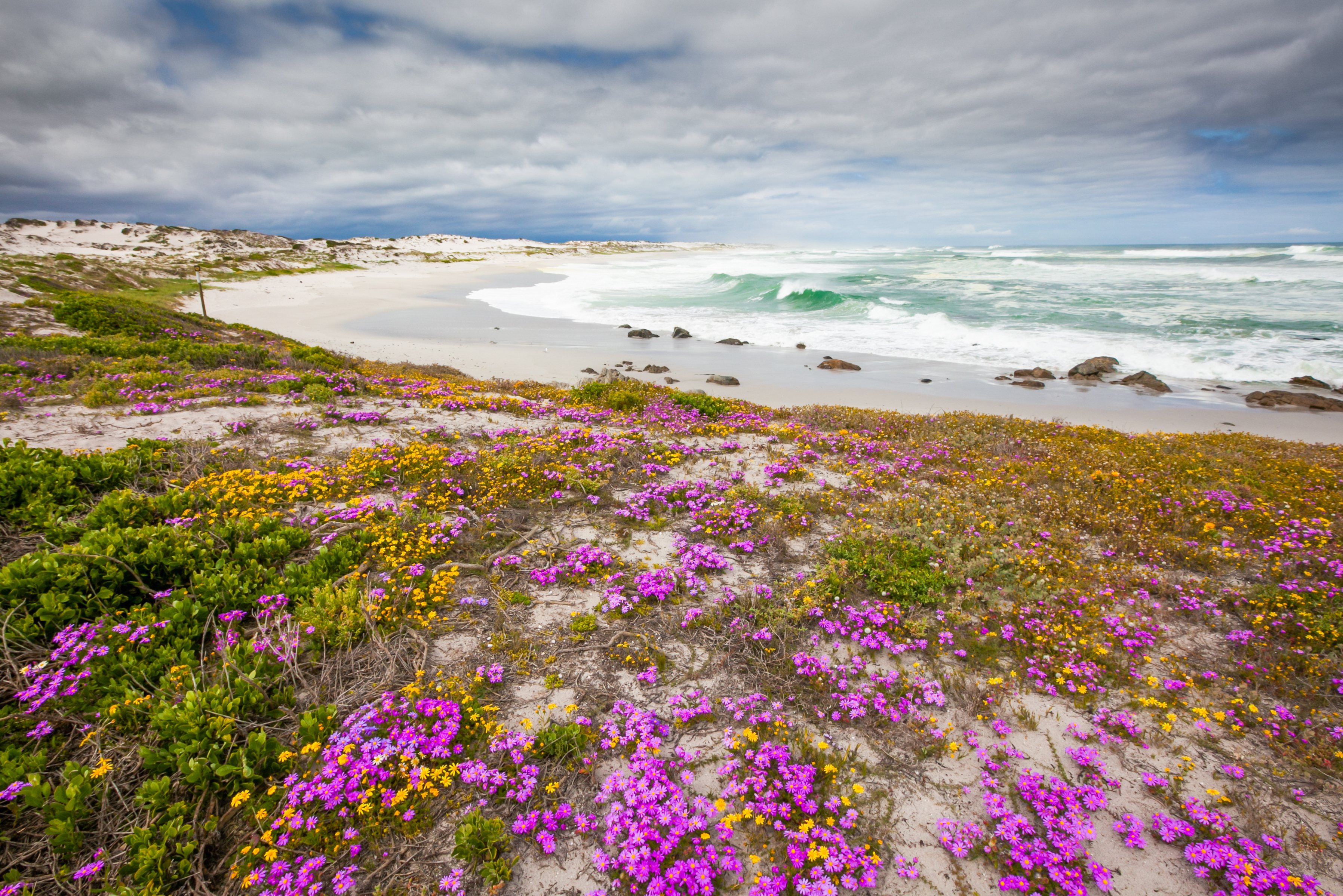 Bloemen in de West Kaap Zuid-Afrika