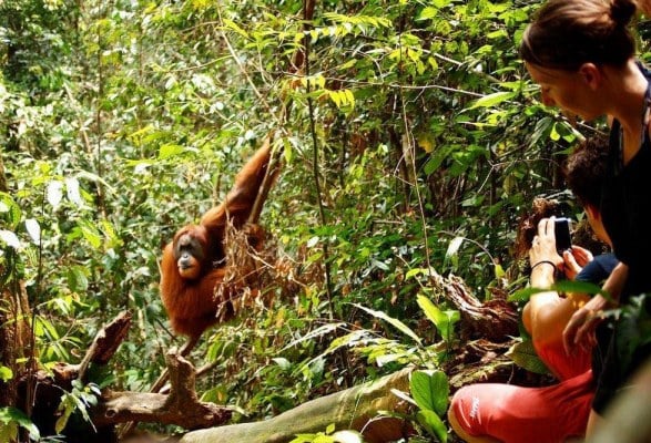 Orang-oetan spotten in de jungle op Sumatra