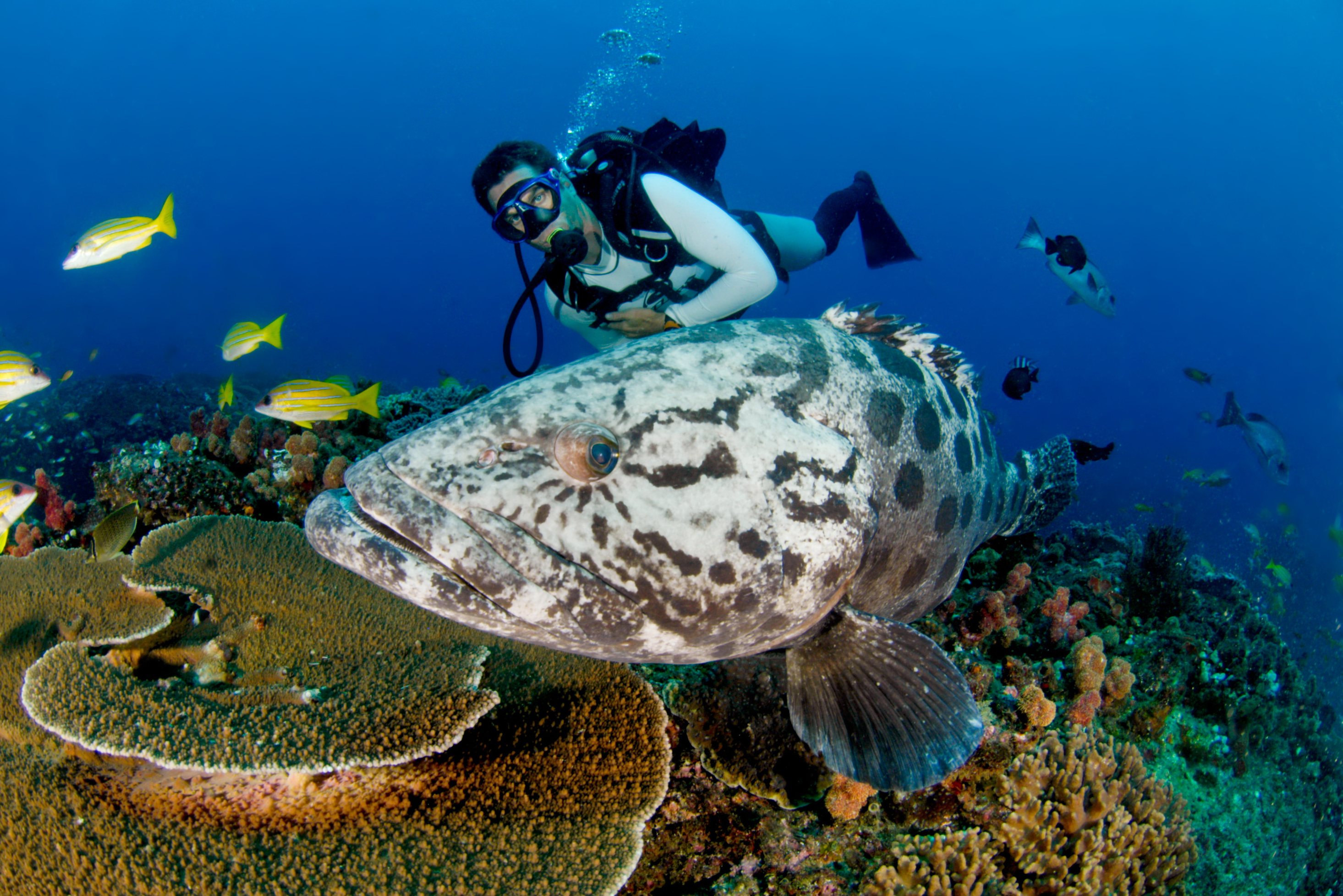 Duiken in Zuid-Afrika