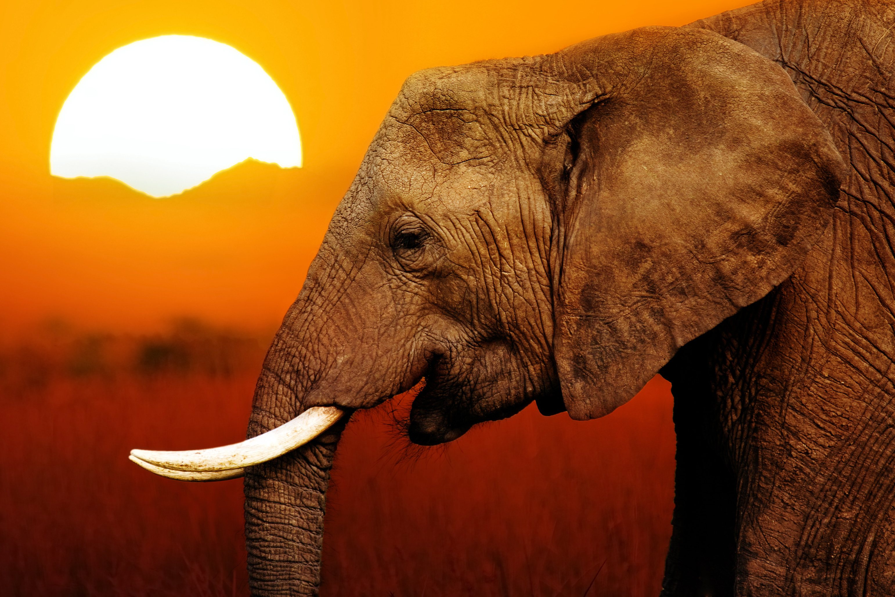 Olifant bij zonsondergang Zuid-Afrika