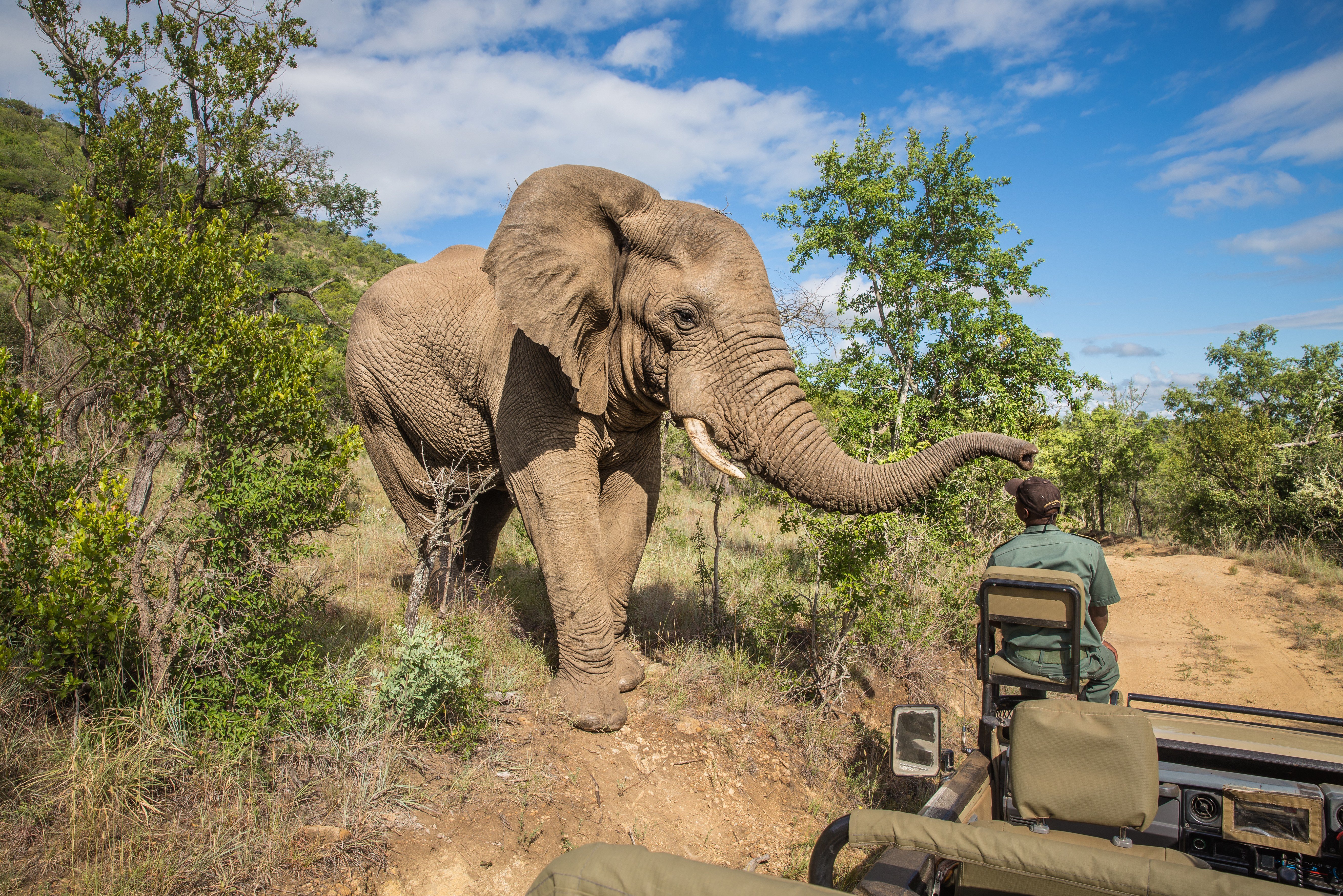 Olifant tijdens game drive Zuid-Afrika