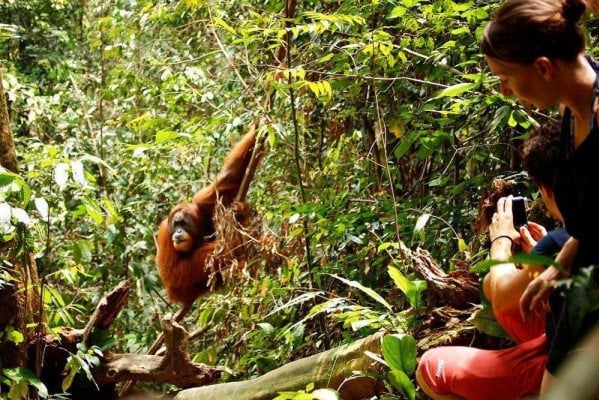 Orang-oetan spotten in de jungle op Sumatra