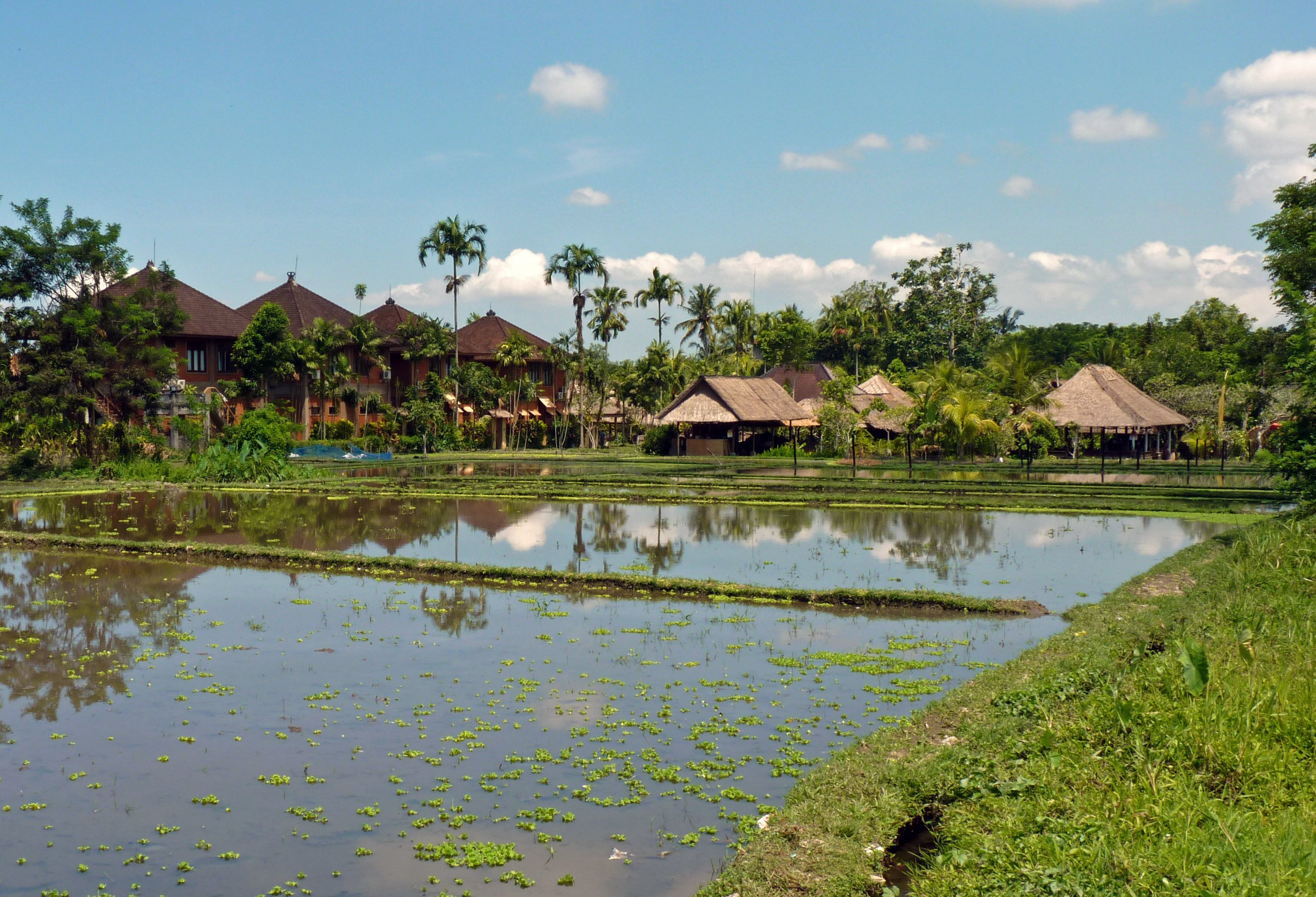 rijstvelden van Saren Indah Hotel in Indonesie Bali Ubud